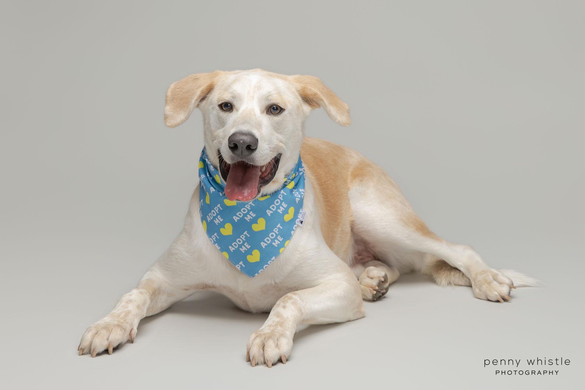Enlarge Cody, a Adoptable mixed breed in Coppell, TX image 2/5