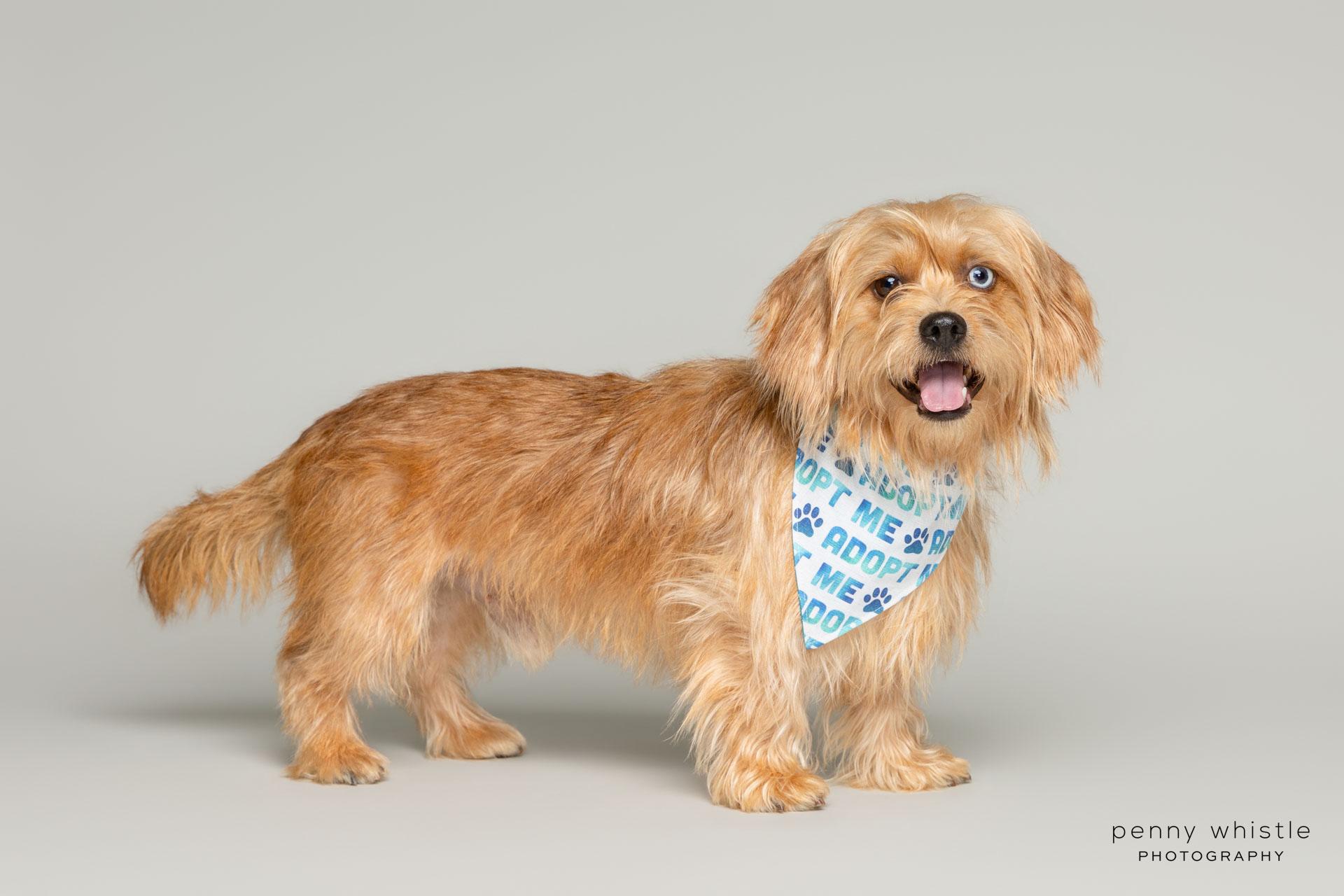 Enlarge Cody, a Adoptable mixed breed in Coppell, TX image 4/5
