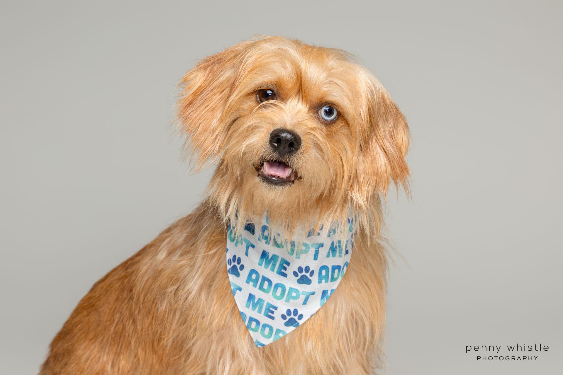 Enlarge Cody, a Adoptable mixed breed in Coppell, TX image 3/5