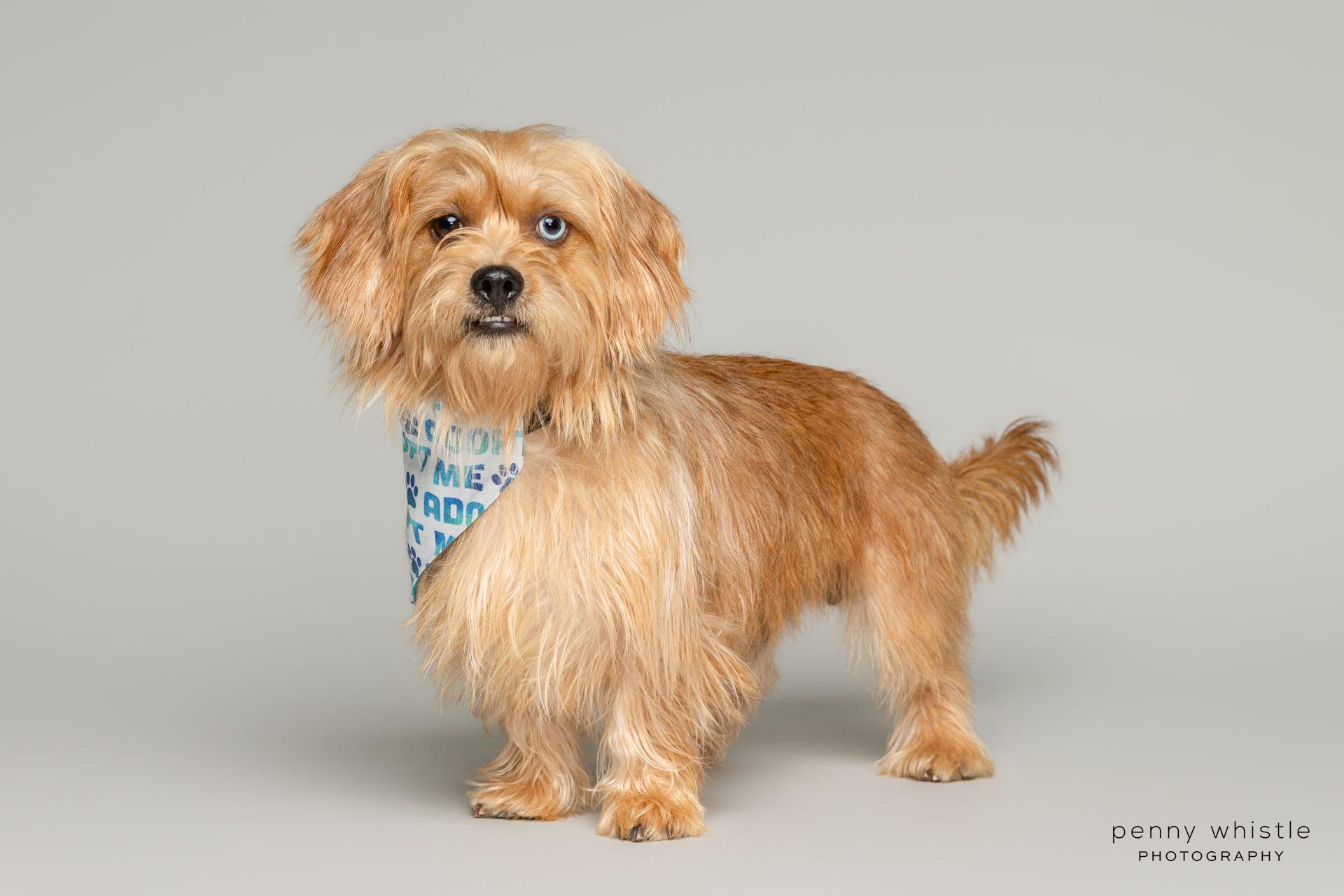 Enlarge Cody, a Adoptable mixed breed in Coppell, TX image 5/5