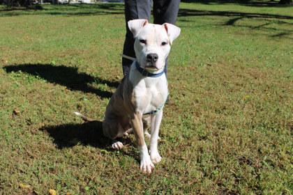 Stuart, Adoptable, Adult Male Terrier & Mixed Breed.