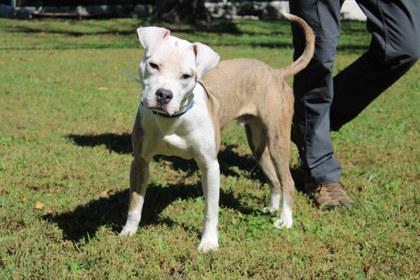 Enlarge Stuart, a Adoptable mixed breed in Kansas City, MO image 2/3
