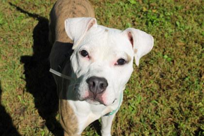 Enlarge Stuart, a Adoptable mixed breed in Kansas City, MO image 3/3