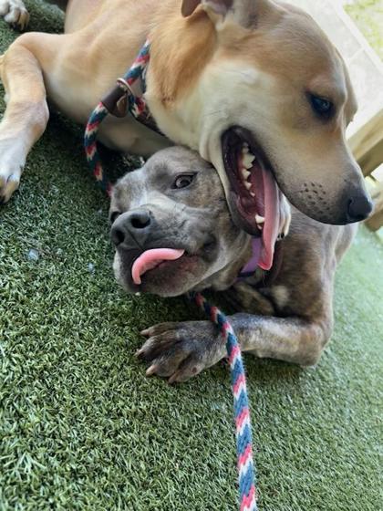 Enlarge Auggie, a Adoptable mixed breed in Fishers, IN image 1/3