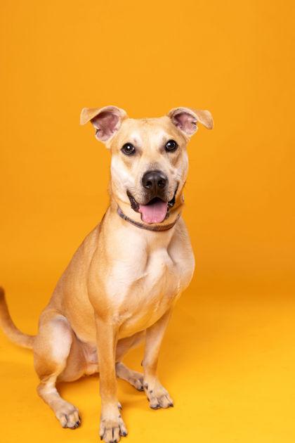 Auggie, Adoptable, Adult Male Pit Bull Terrier & Golden Retriever.