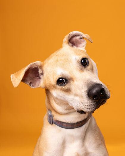 Auggie, a Adoptable mixed breed in Fishers, IN image 2/3