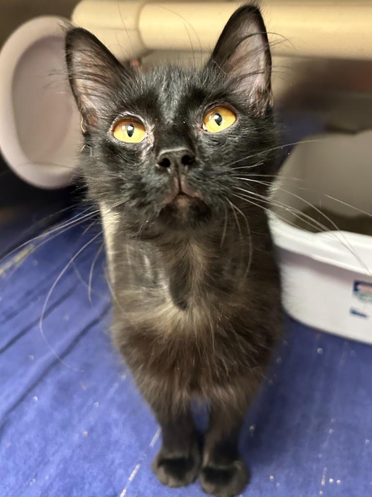 Pacey, Adoptable, Young Male Domestic Long Hair.