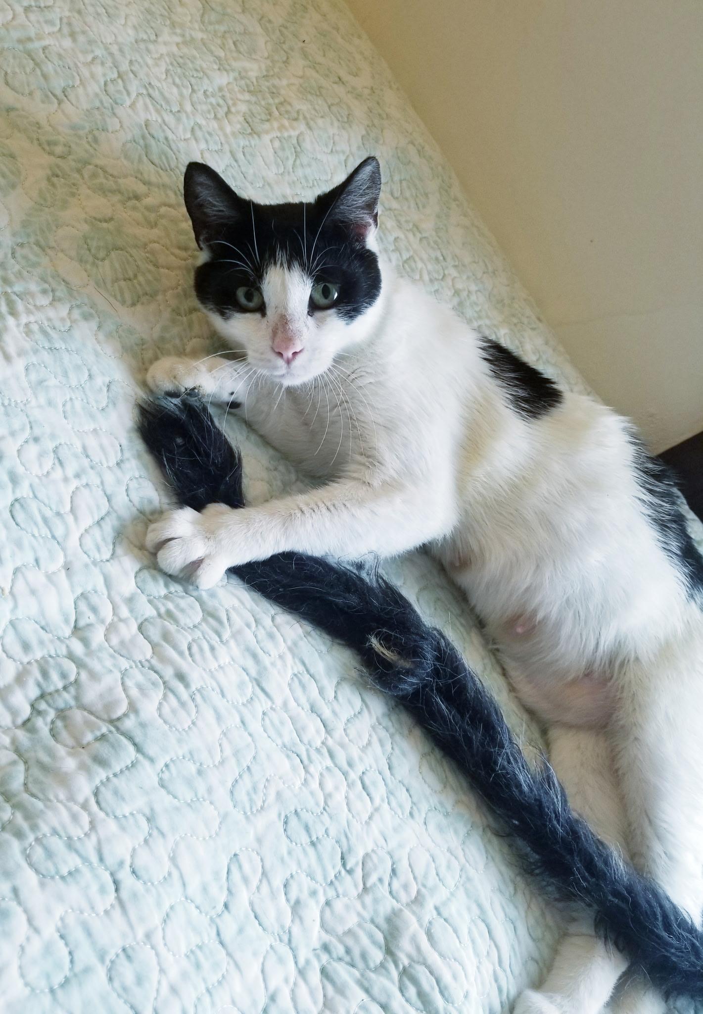 Enlarge Elizabeth, a Adoptable Domestic Short Hair in Sea Isle City, NJ image 1/2