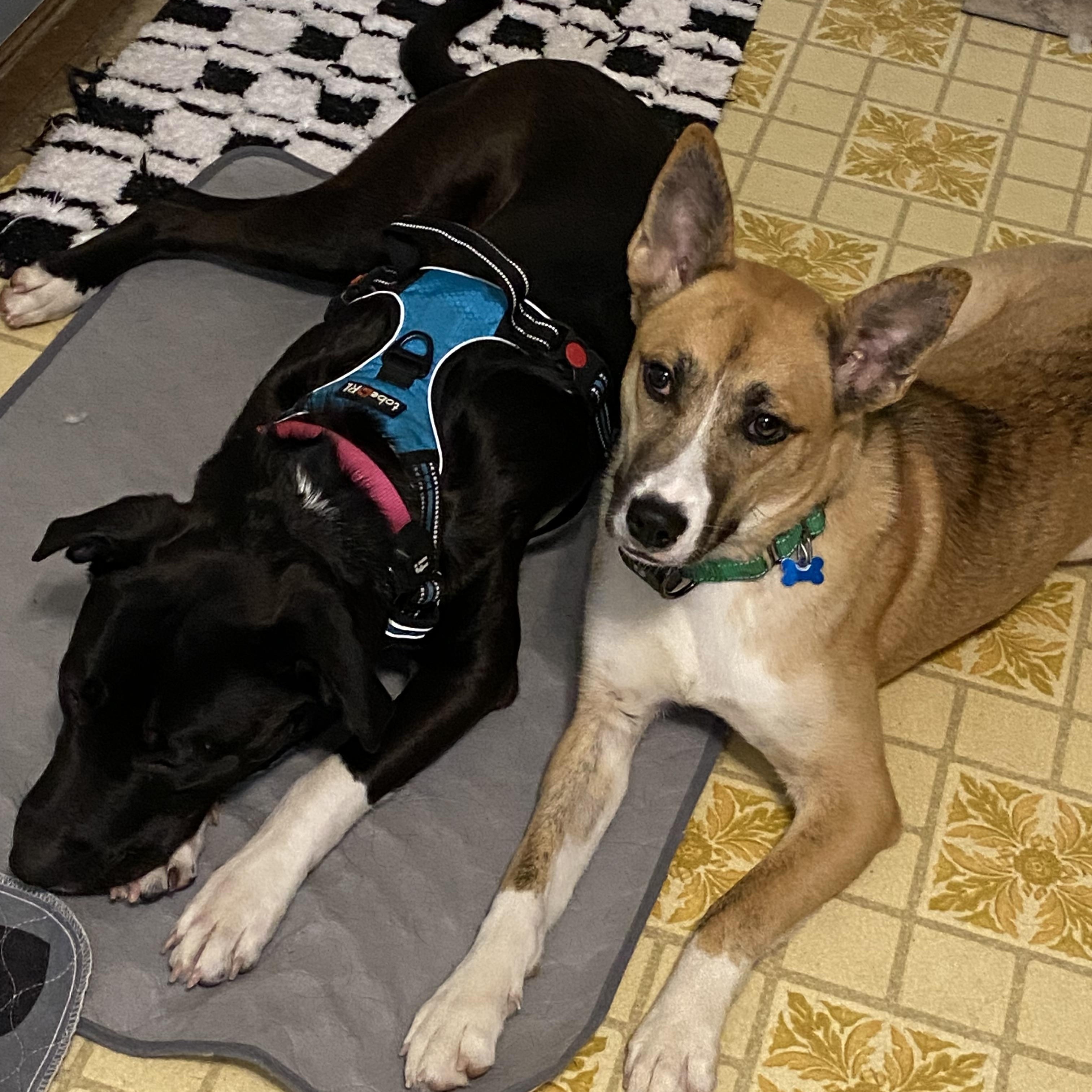 Holly, a Adoptable mixed breed in Hopkinton, MA image 6/6