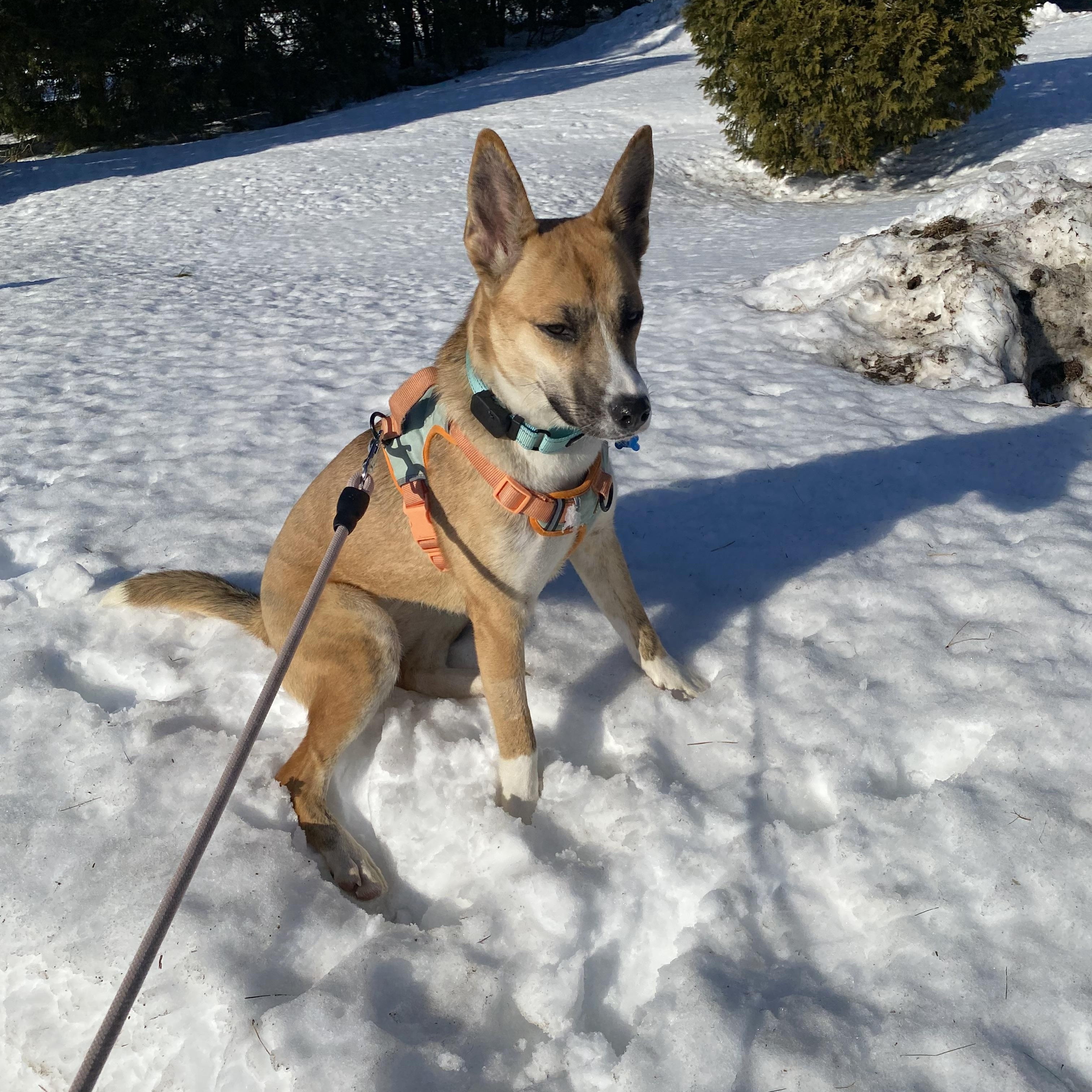 Holly, a Adoptable mixed breed in Hopkinton, MA image 5/6