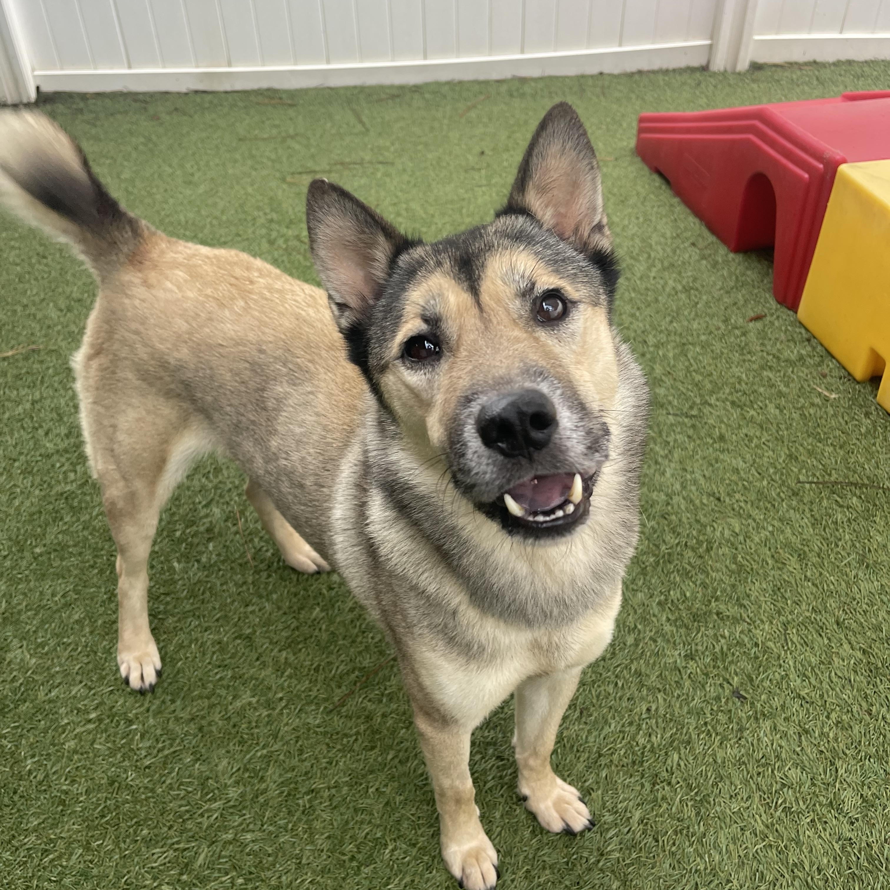 Mischa, a Adoptable mixed breed in Baton Rouge, LA image 2/6