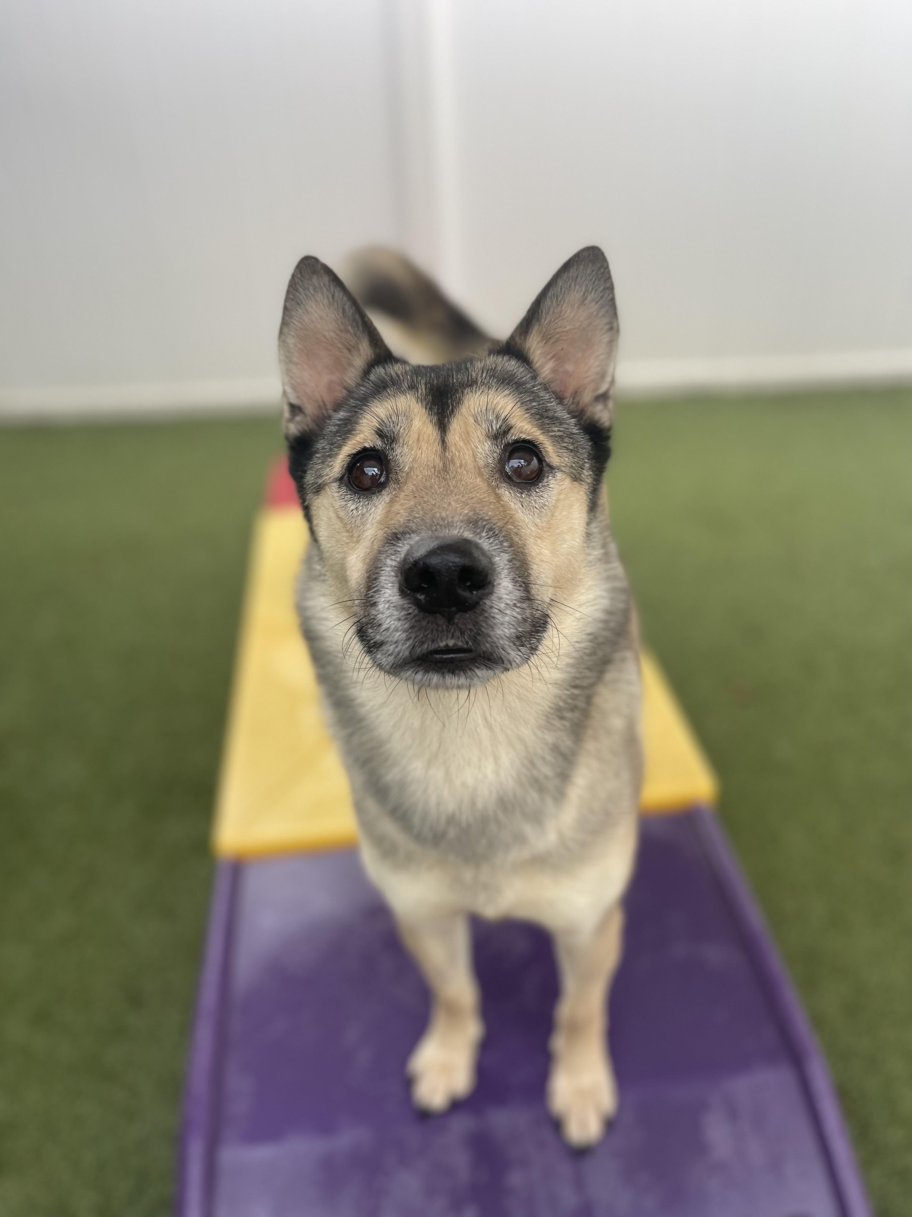 Mischa, Adoptable, Adult Female Belgian Shepherd / Malinois & Husky.