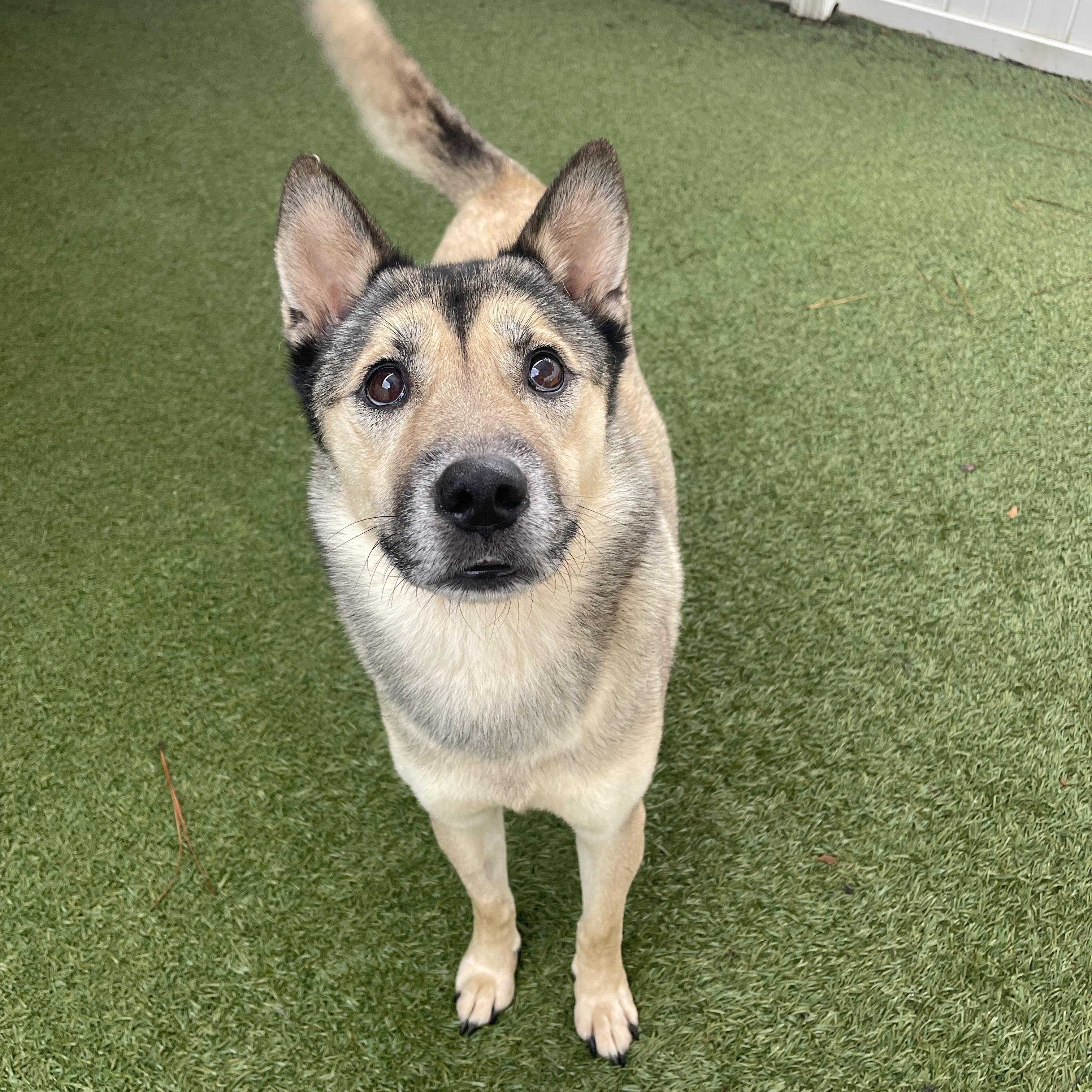 Mischa, a Adoptable mixed breed in Baton Rouge, LA image 6/6