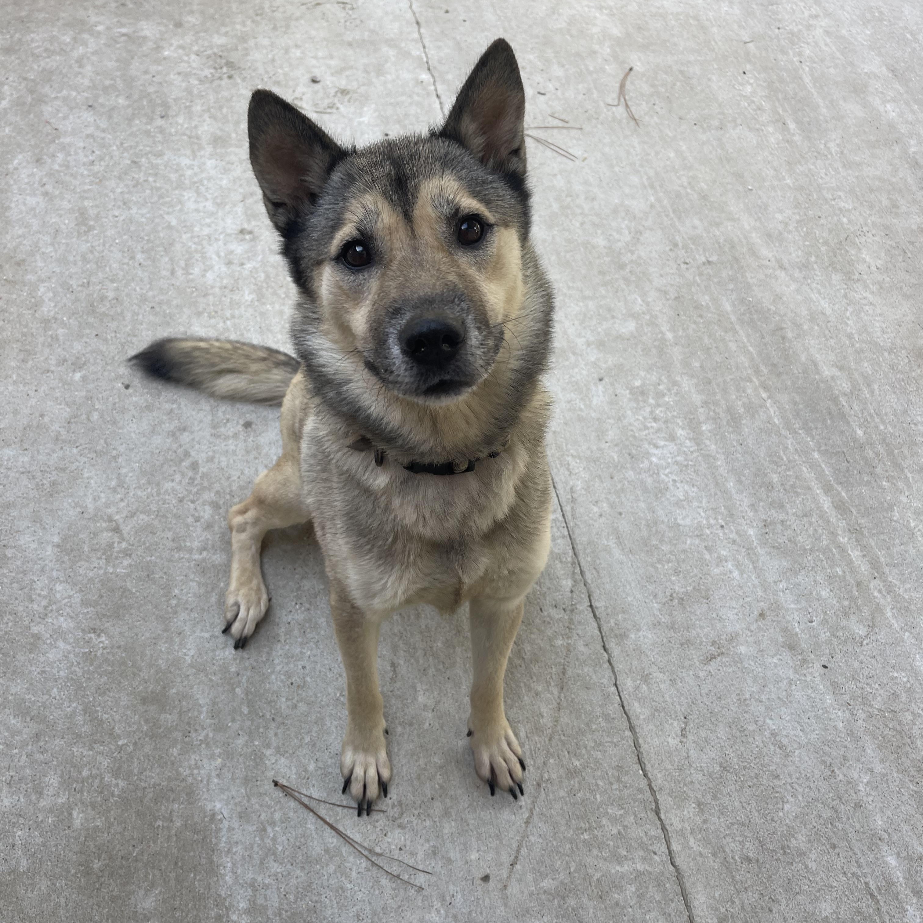 Mischa, a Adoptable mixed breed in Baton Rouge, LA image 4/6