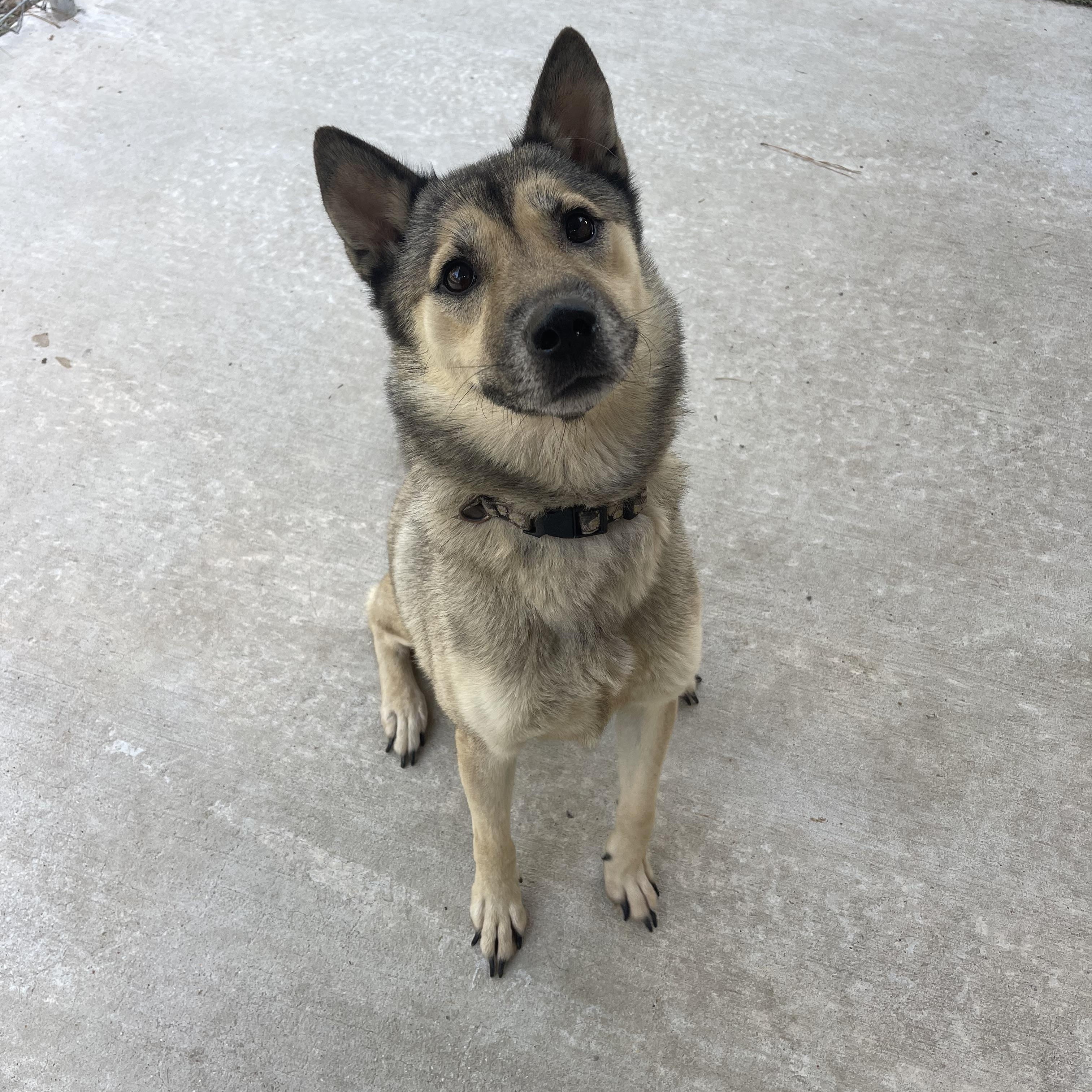 Mischa, a Adoptable mixed breed in Baton Rouge, LA image 5/6