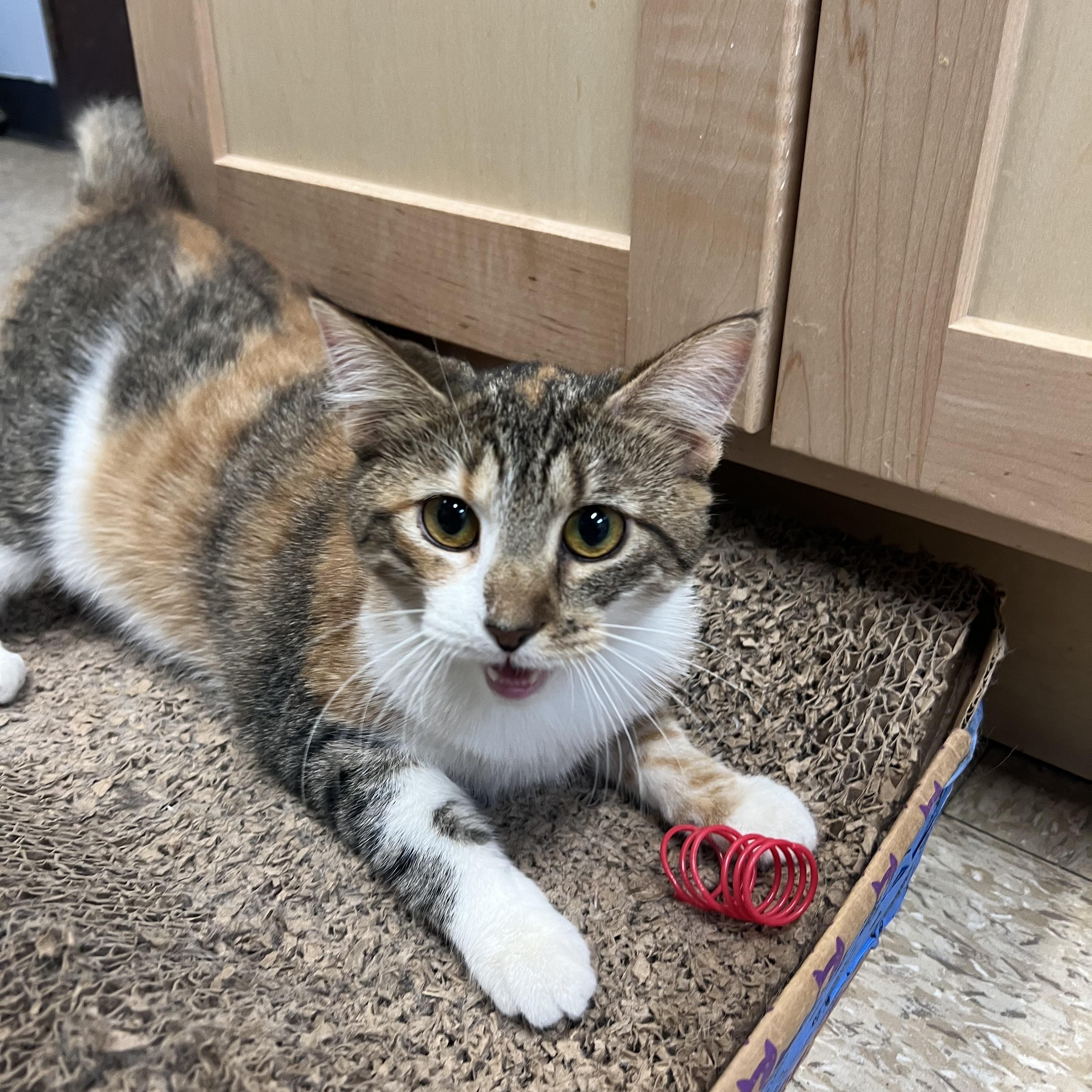 Enlarge Serenity - NO FEE (Sponsored by a citizen), a ADOPTABLE Domestic Short Hair in Fairmont, MN image 4/4