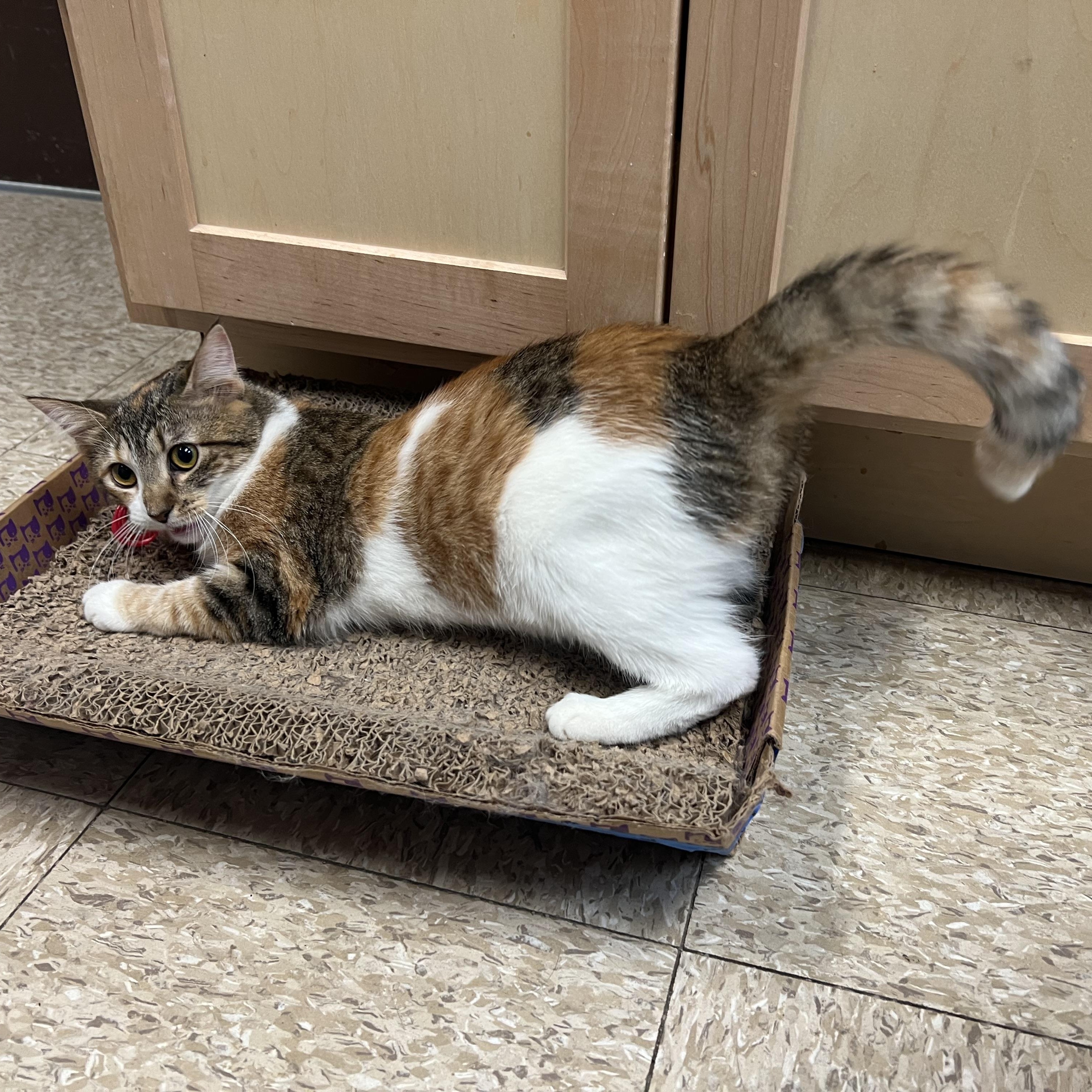 Enlarge Serenity - NO FEE (Sponsored by a citizen), a ADOPTABLE Domestic Short Hair in Fairmont, MN image 2/4