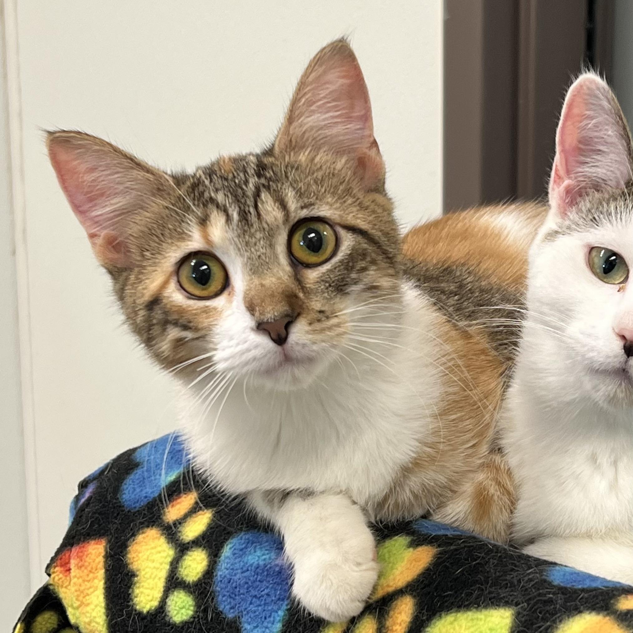 Enlarge Serenity - NO FEE (Sponsored by a citizen), a ADOPTABLE Domestic Short Hair in Fairmont, MN image 3/4