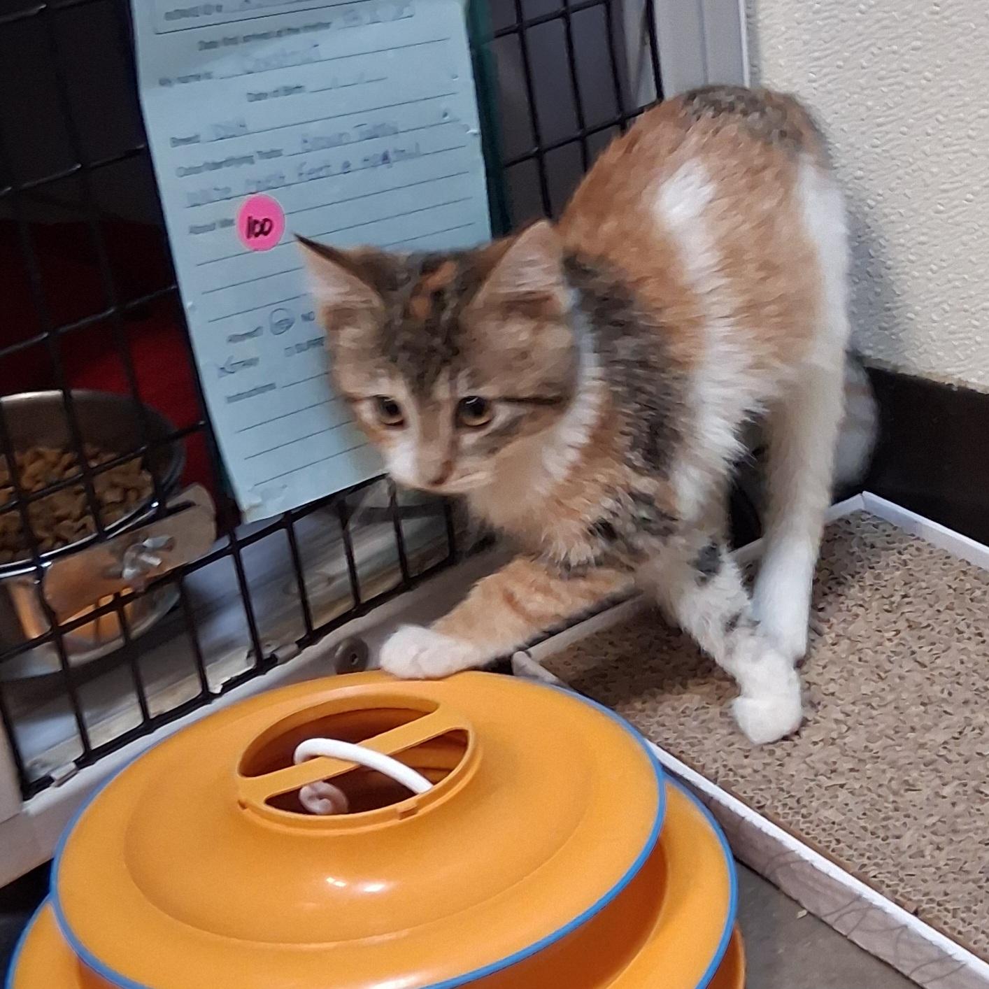 Enlarge Serenity, a ADOPTABLE Domestic Short Hair in Fairmont, MN image 6/6