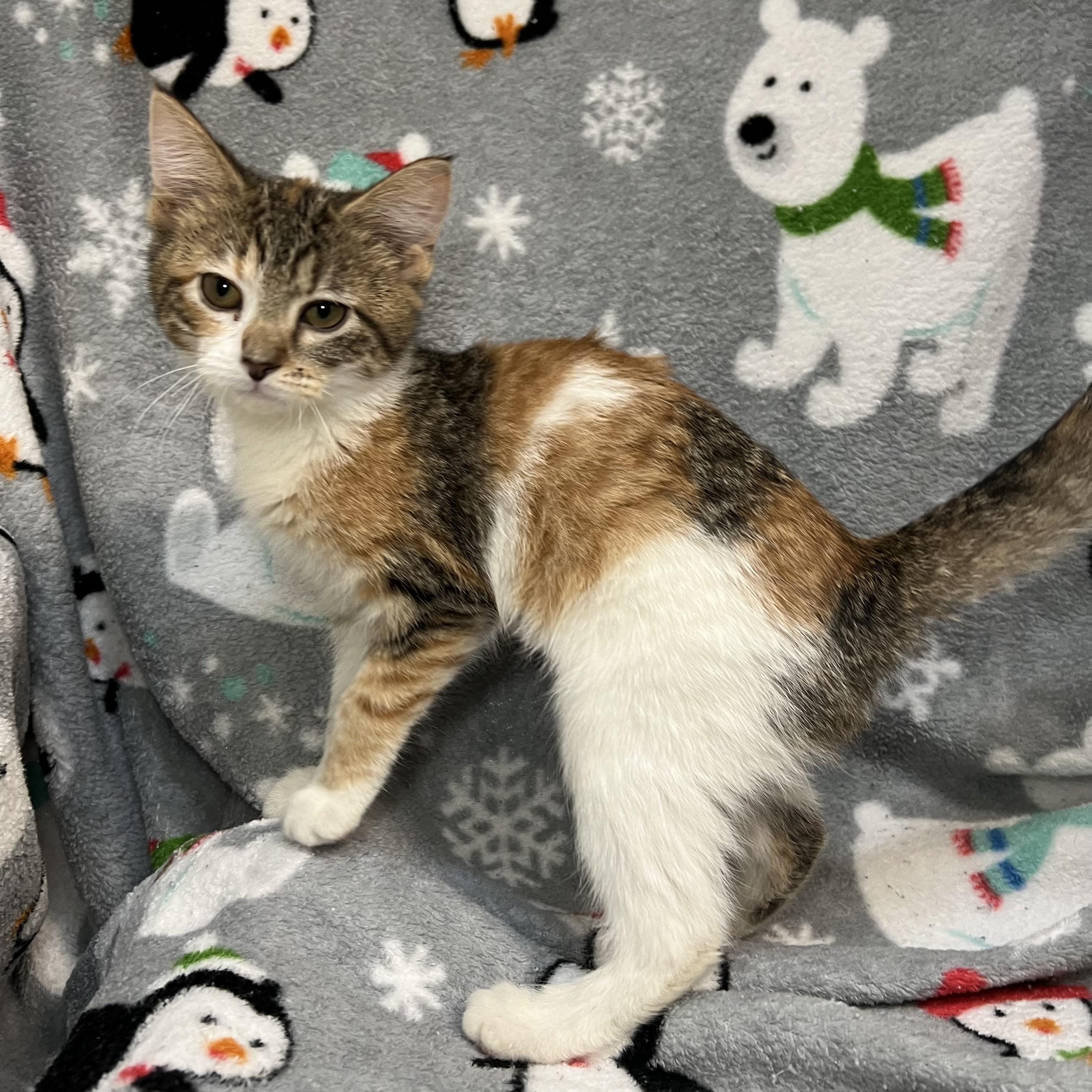 Enlarge Serenity, a ADOPTABLE Domestic Short Hair in Fairmont, MN image 2/6