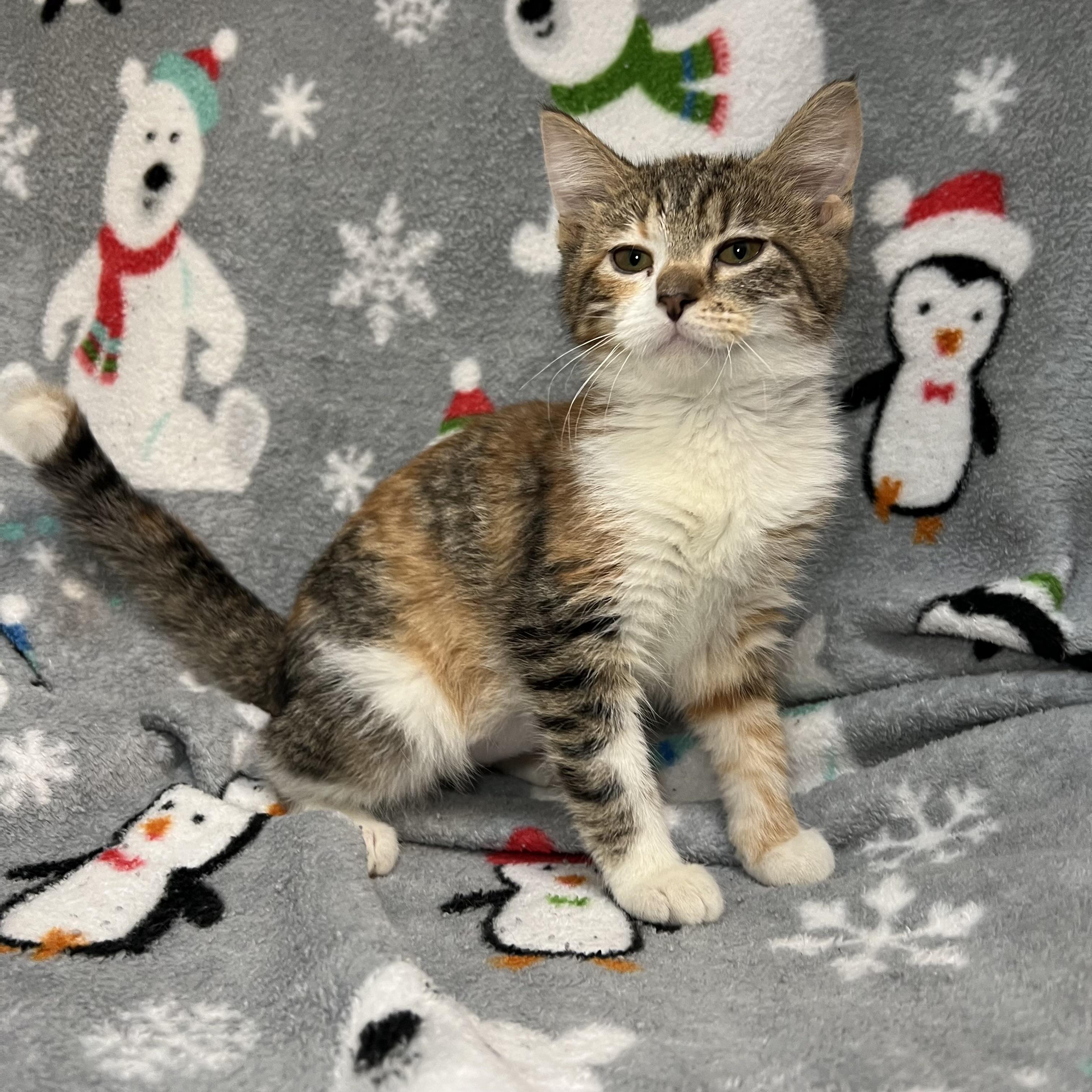 Enlarge Serenity, a ADOPTABLE Domestic Short Hair in Fairmont, MN image 4/6