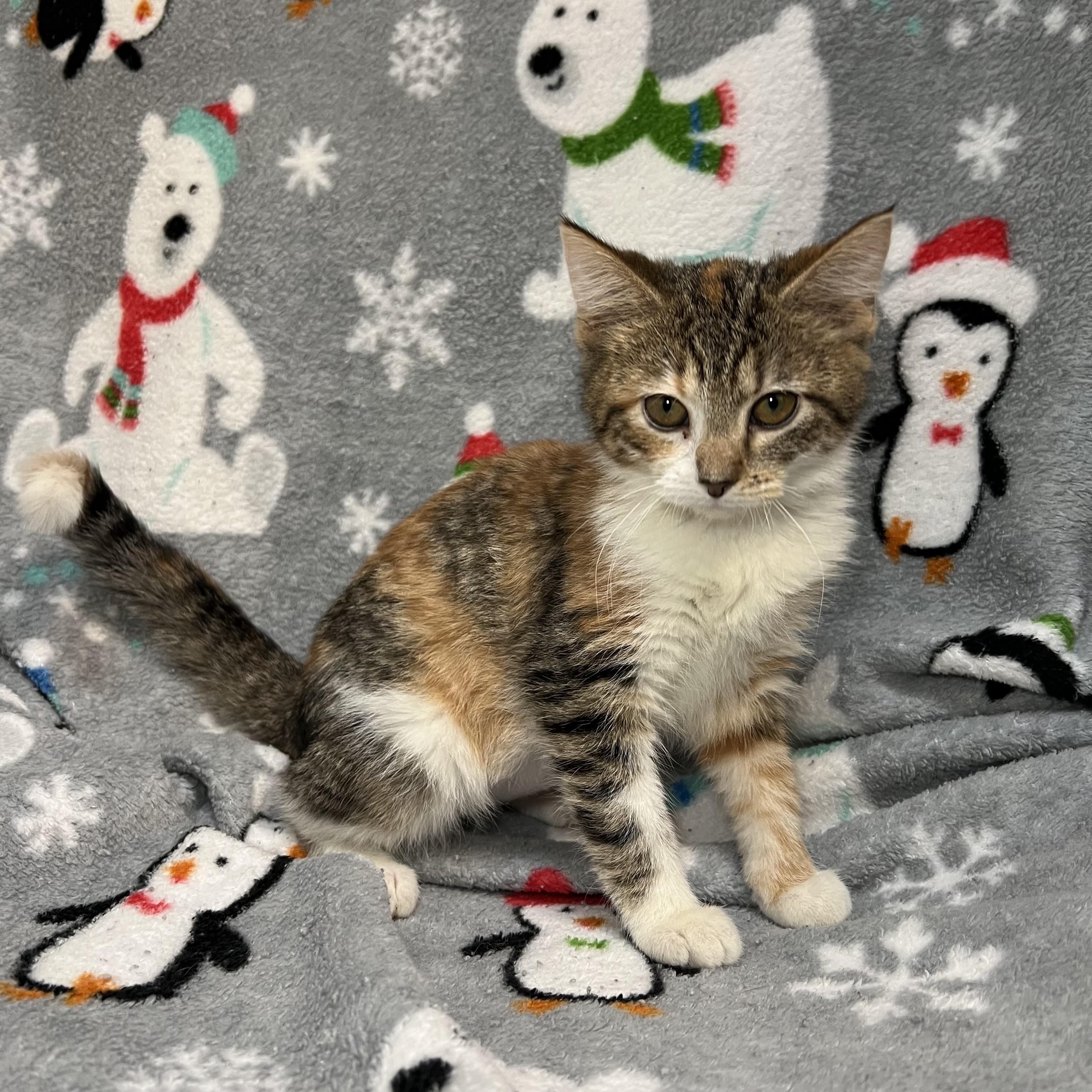 Serenity, ADOPTABLE, Kitten Female Domestic Short Hair.