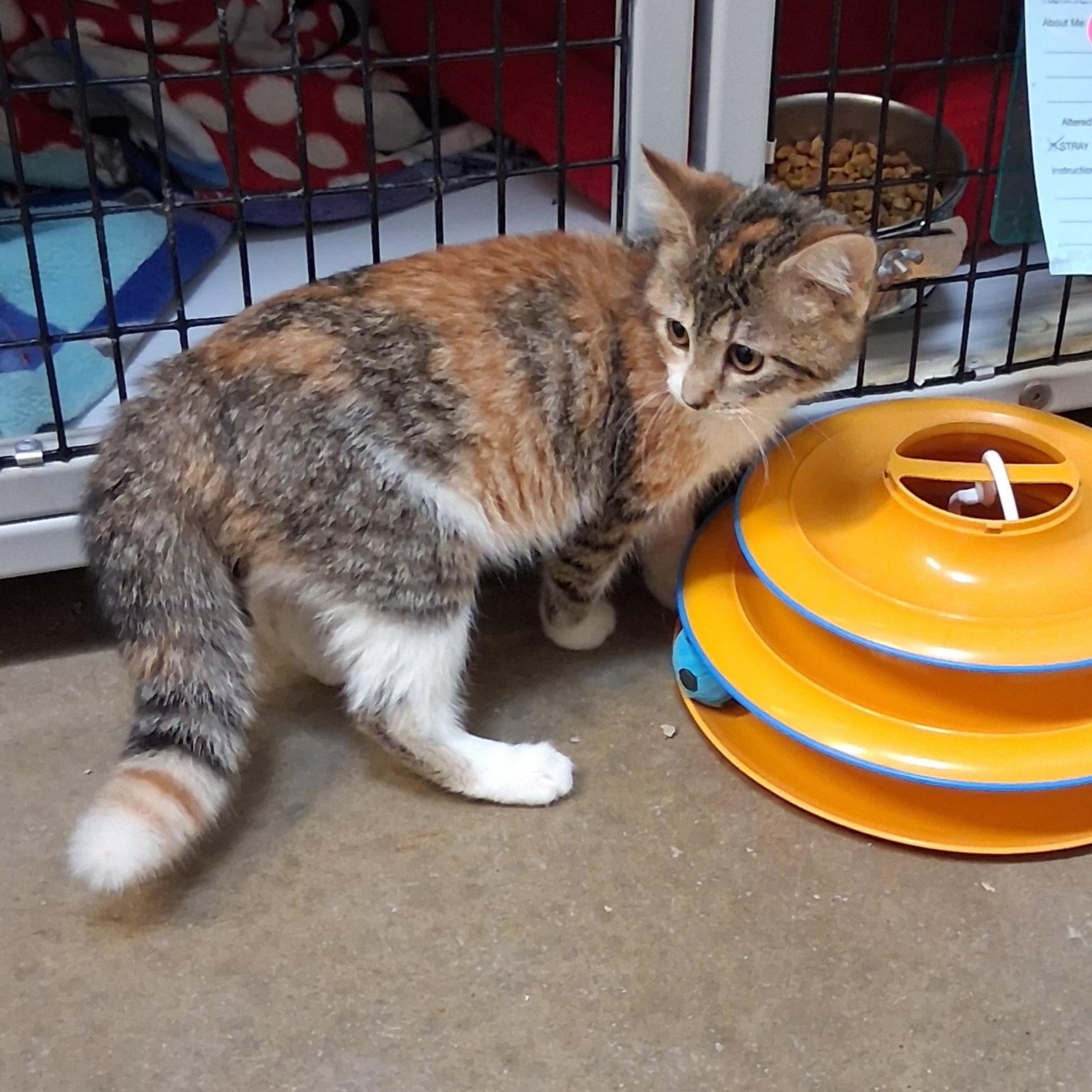 Enlarge Serenity, a ADOPTABLE Domestic Short Hair in Fairmont, MN image 3/6