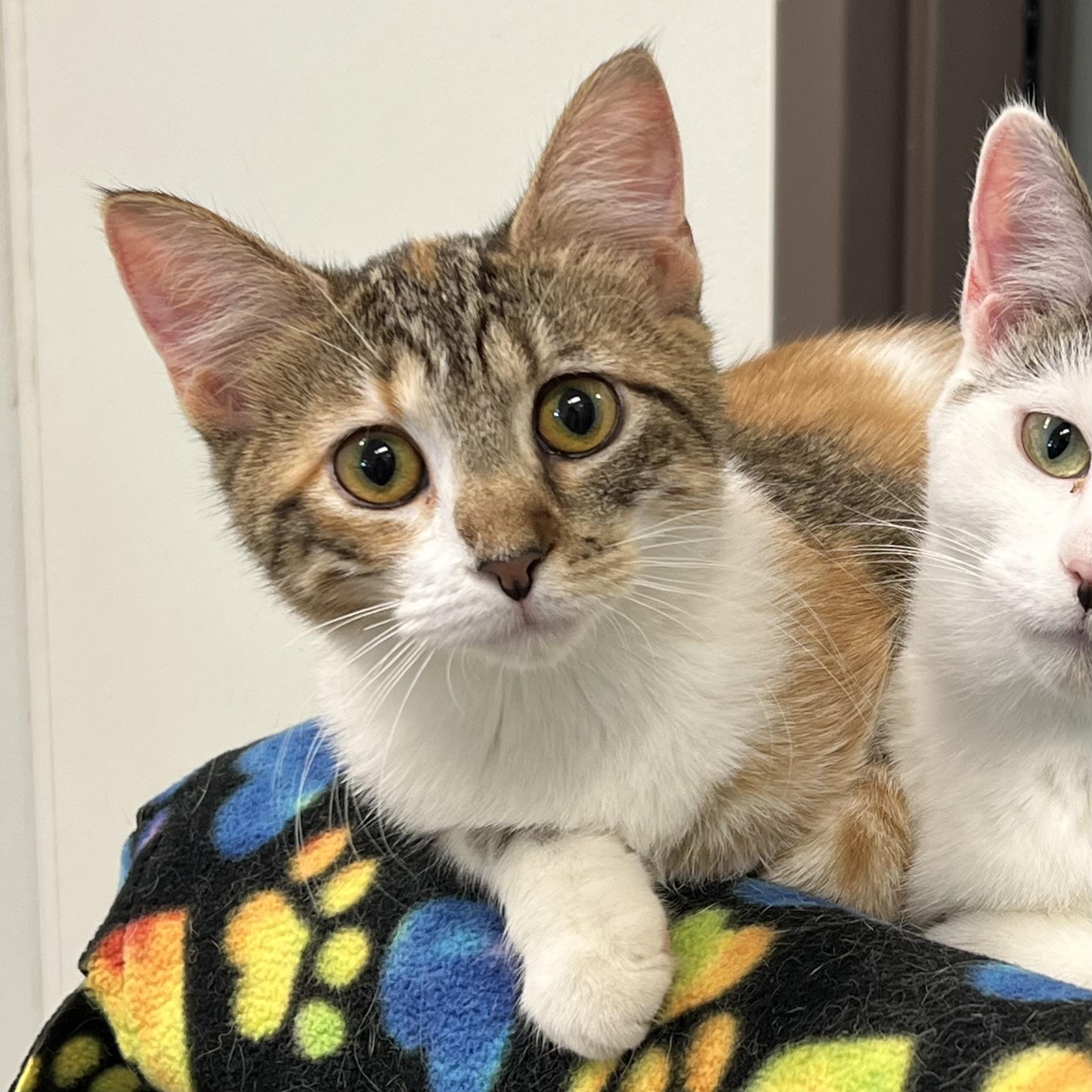 Serenity - NO FEE (Sponsored by a citizen), ADOPTABLE, Kitten Female Domestic Short Hair.