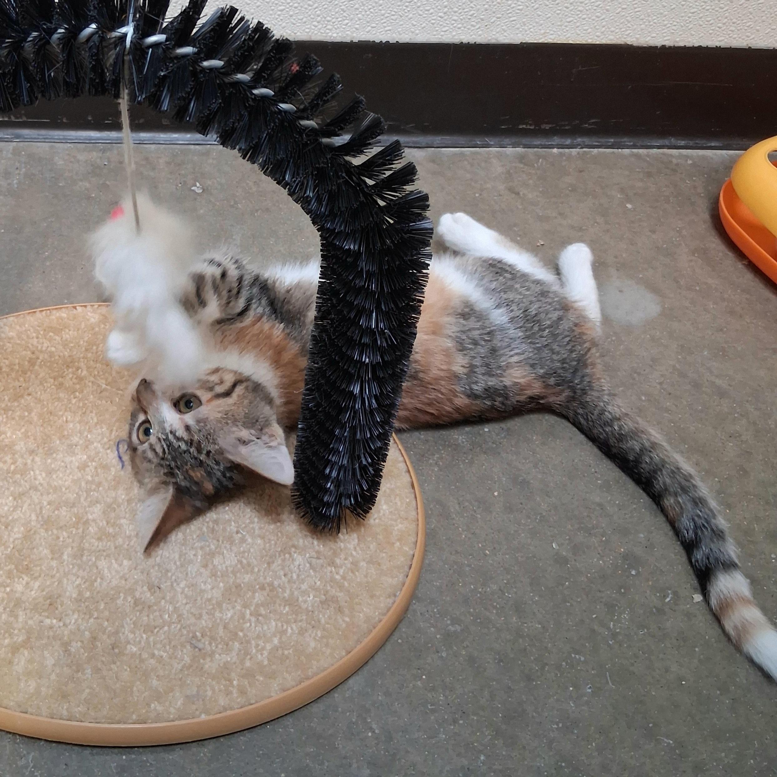 Enlarge Serenity, a ADOPTABLE Domestic Short Hair in Fairmont, MN image 5/6