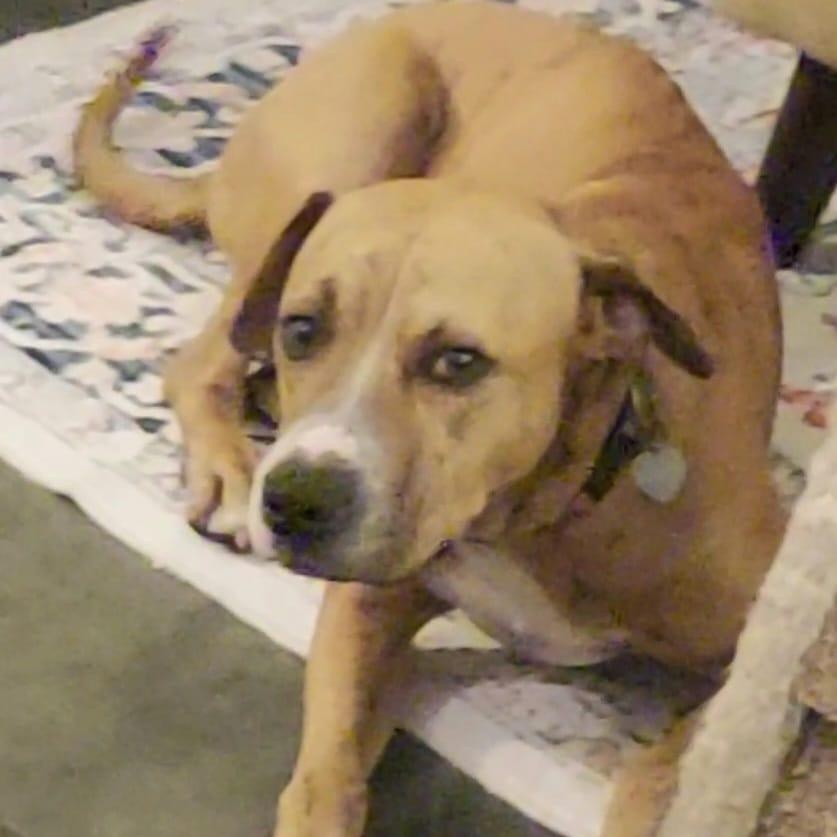 Mylo Key Dog, Adult Male Bulldog
