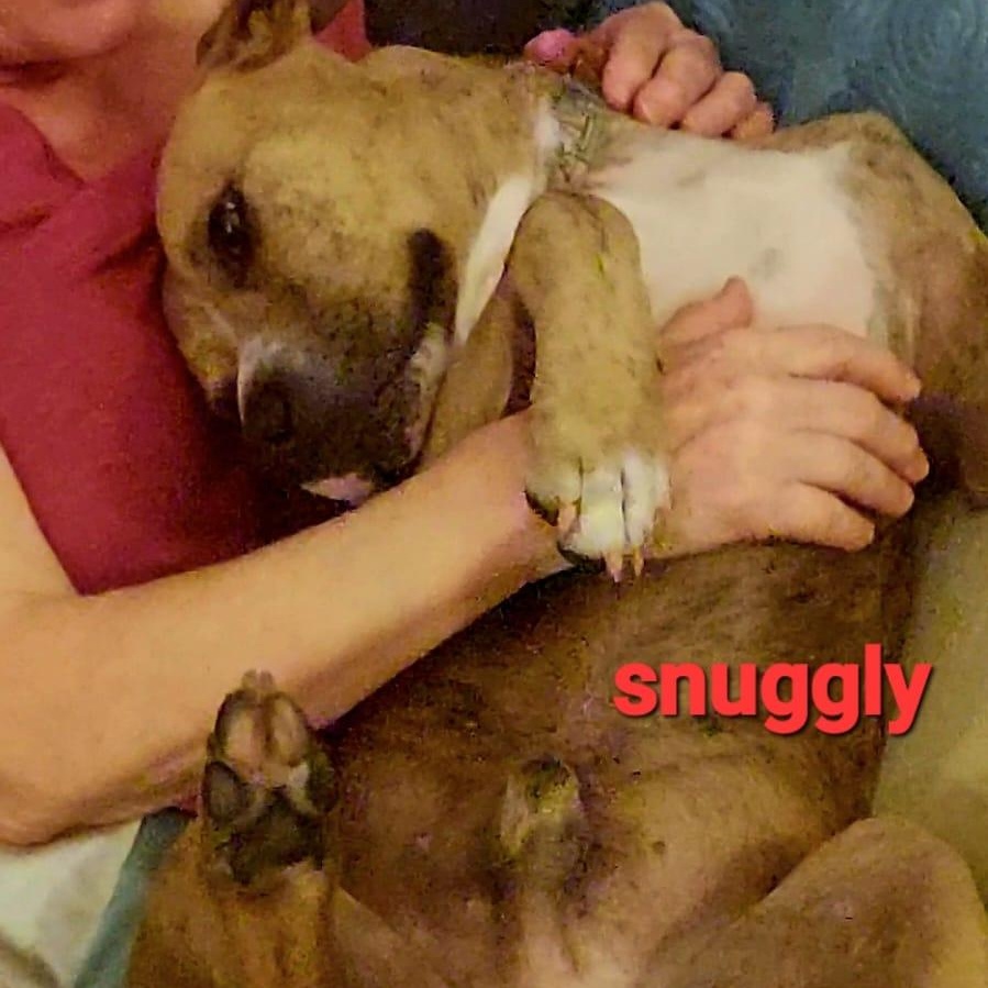 Mylo Key Dog photo 4