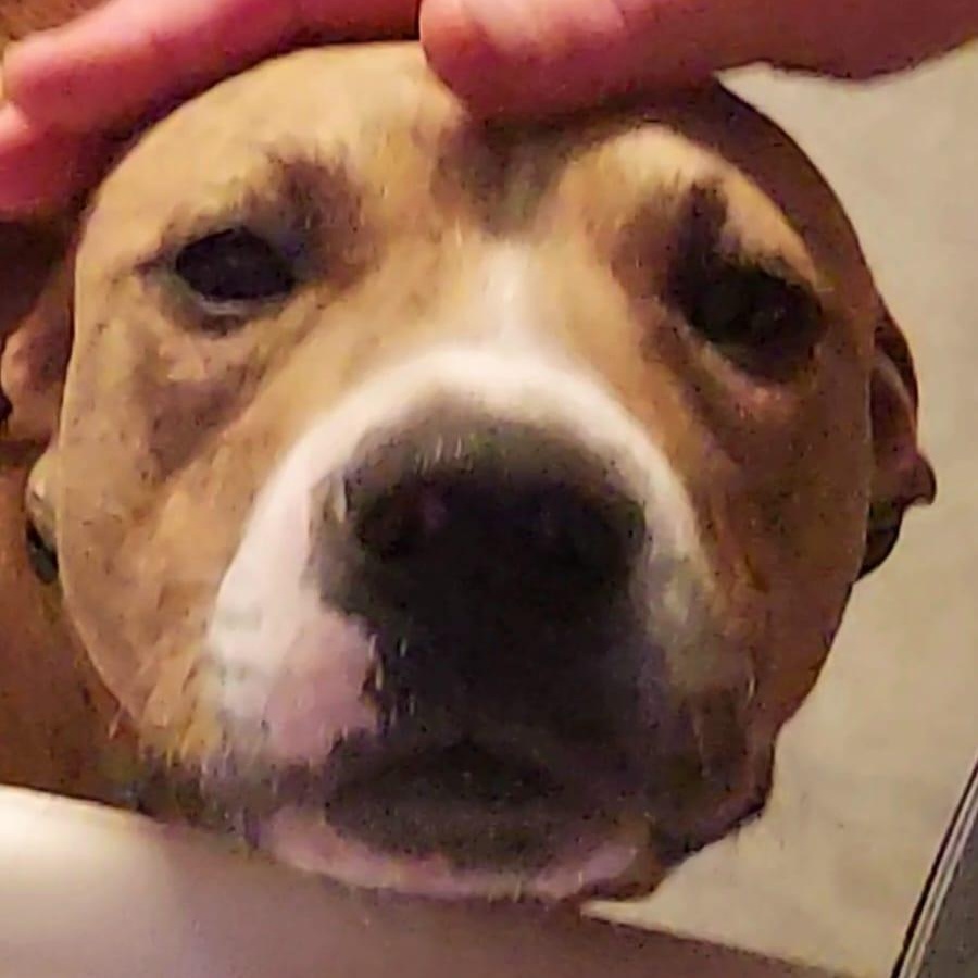 Mylo Key Dog photo 5