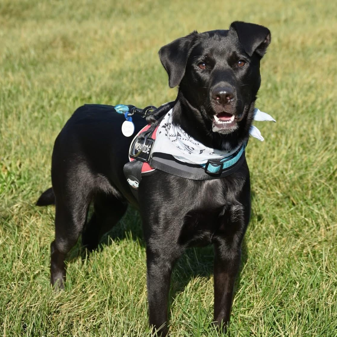 2122 Jasper, ADOPTABLE, Adult Male Black Labrador Retriever.