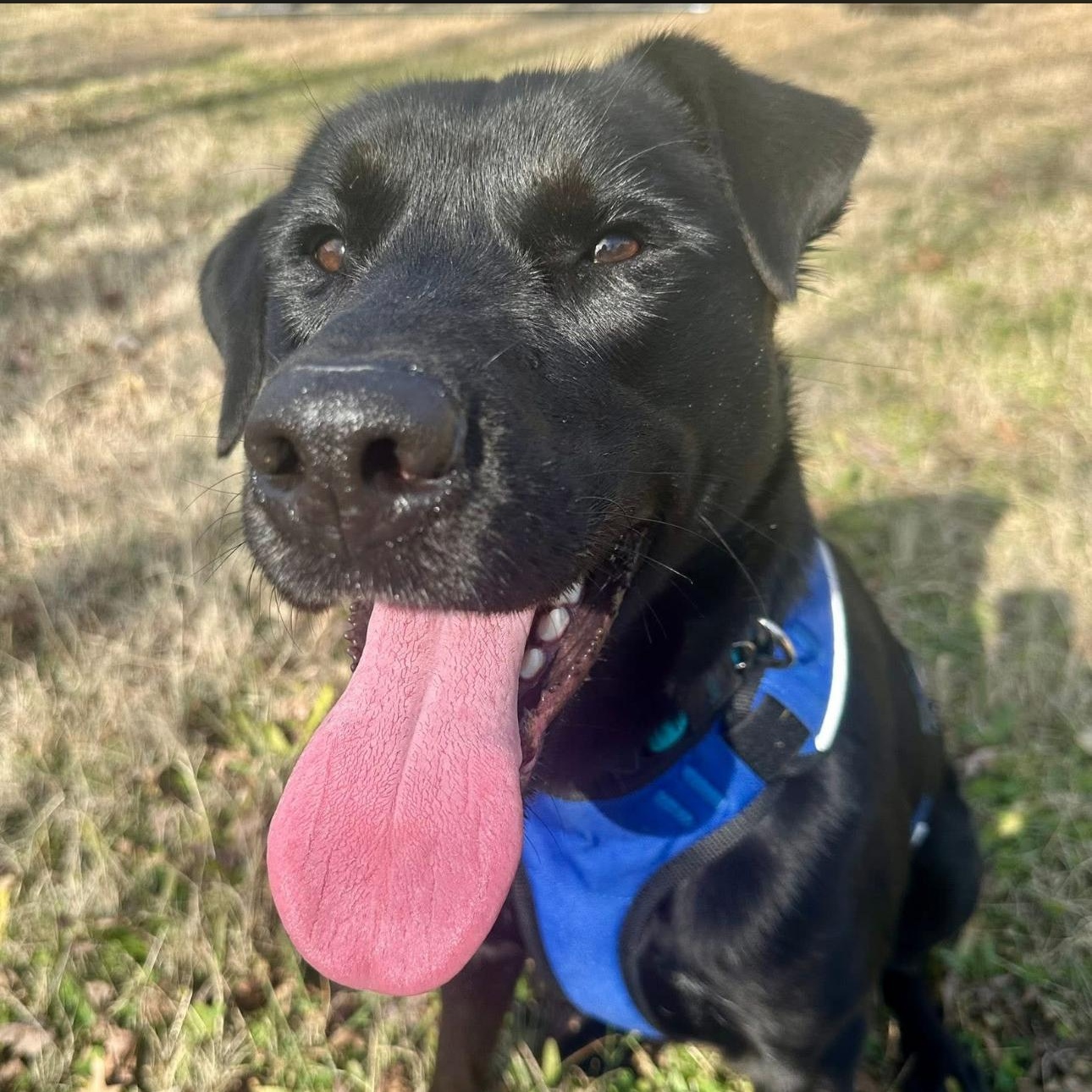 Enlarge 2122 Jasper, a ADOPTABLE mixed breed in Springfield, MO image 3/5
