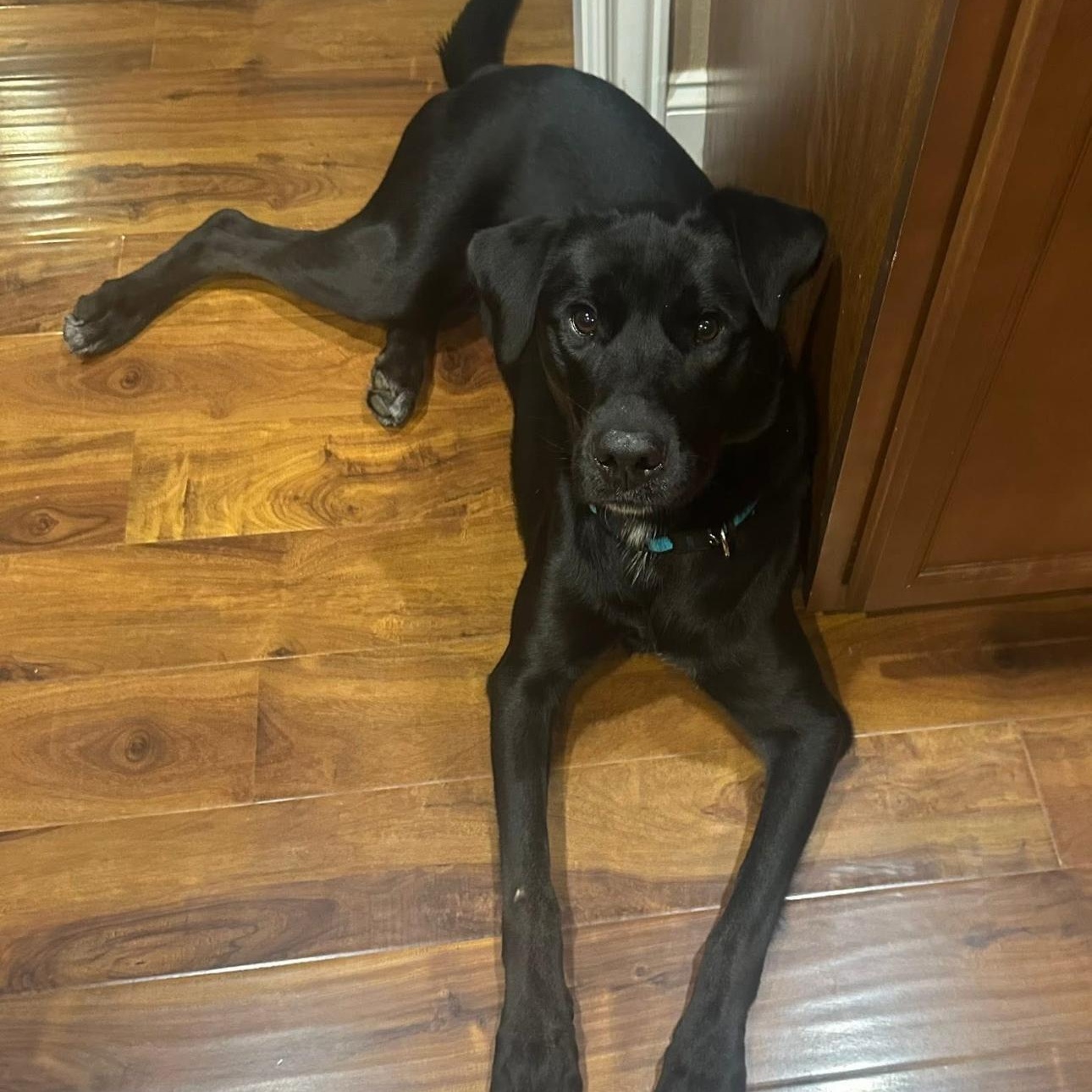 Enlarge 2122 Jasper, a ADOPTABLE mixed breed in Springfield, MO image 4/5