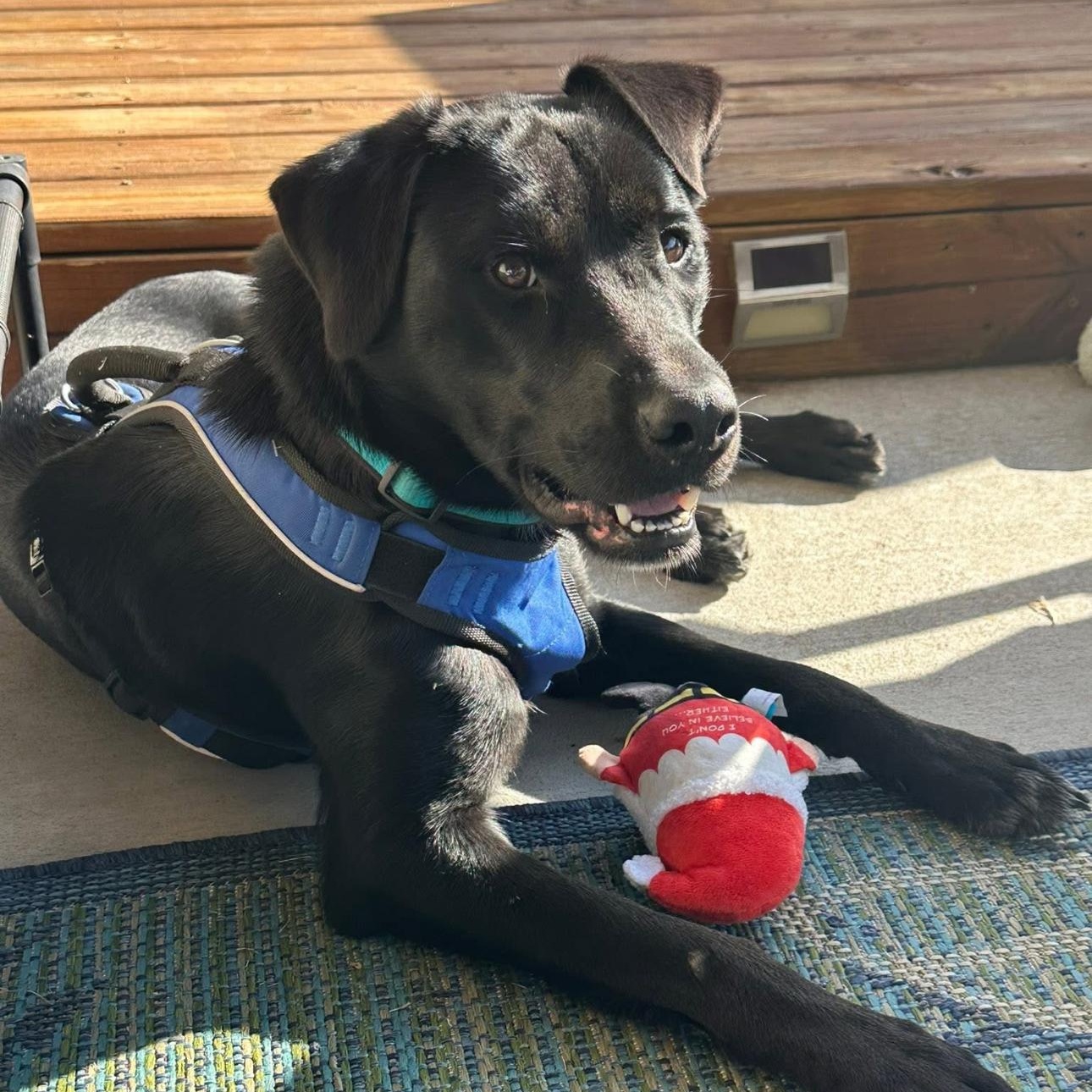 Enlarge 2122 Jasper, a ADOPTABLE mixed breed in Springfield, MO image 2/5