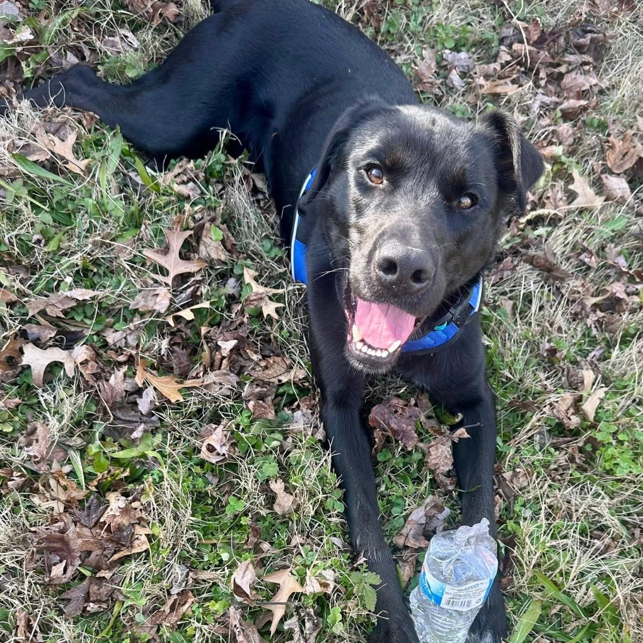 Enlarge 2122 Jasper, a ADOPTABLE mixed breed in Springfield, MO image 5/5