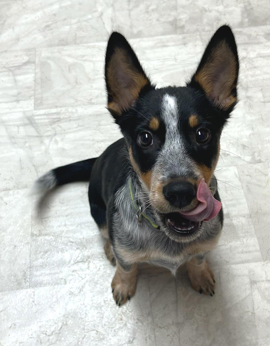Jack