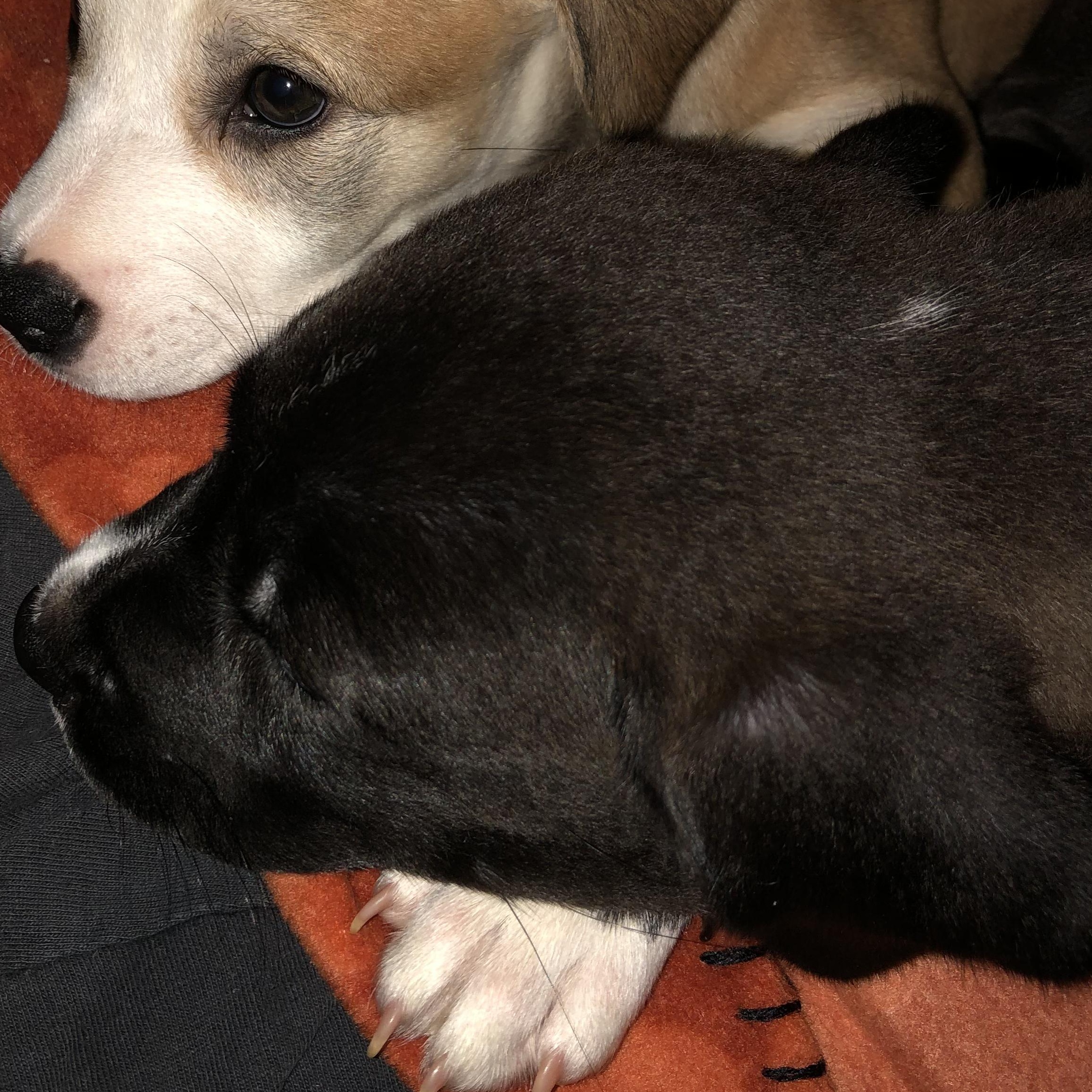 Tiramisu - Our Sweet Sugar Boy, a Adoptable mixed breed in Brooklyn, NY image 5/6