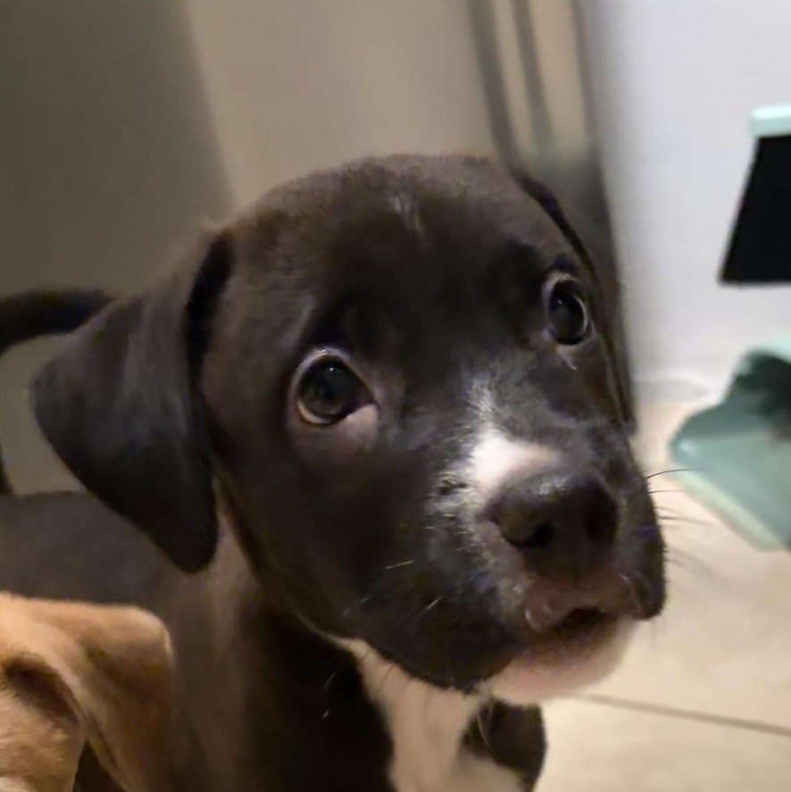 Tiramisu - Our Sweet Sugar Boy, a Adoptable mixed breed in Brooklyn, NY image 2/6