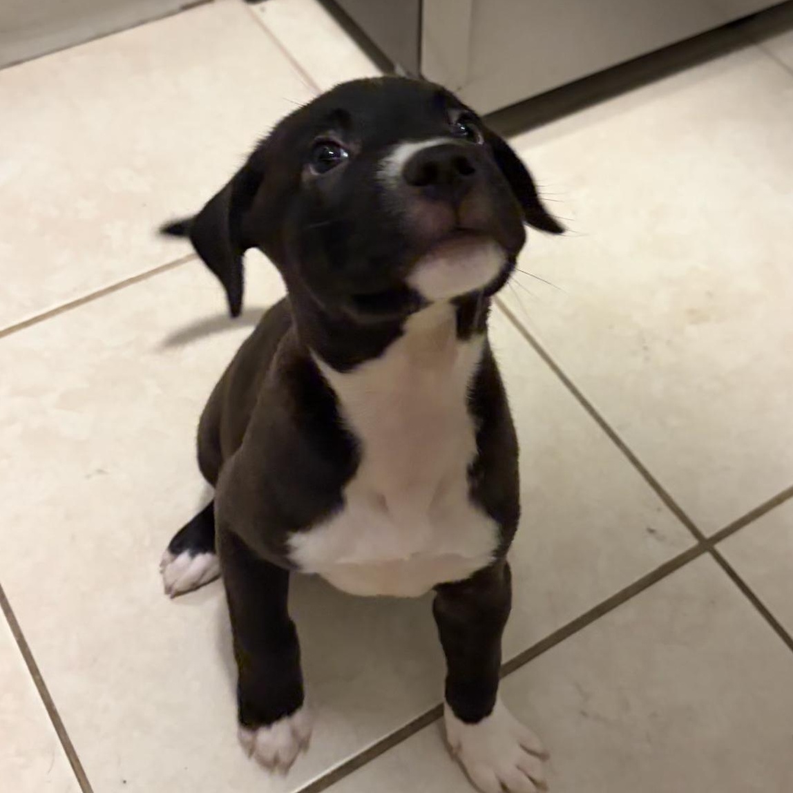 Tiramisu - Our Sweet Sugar Boy, a Adoptable mixed breed in Brooklyn, NY image 1/6