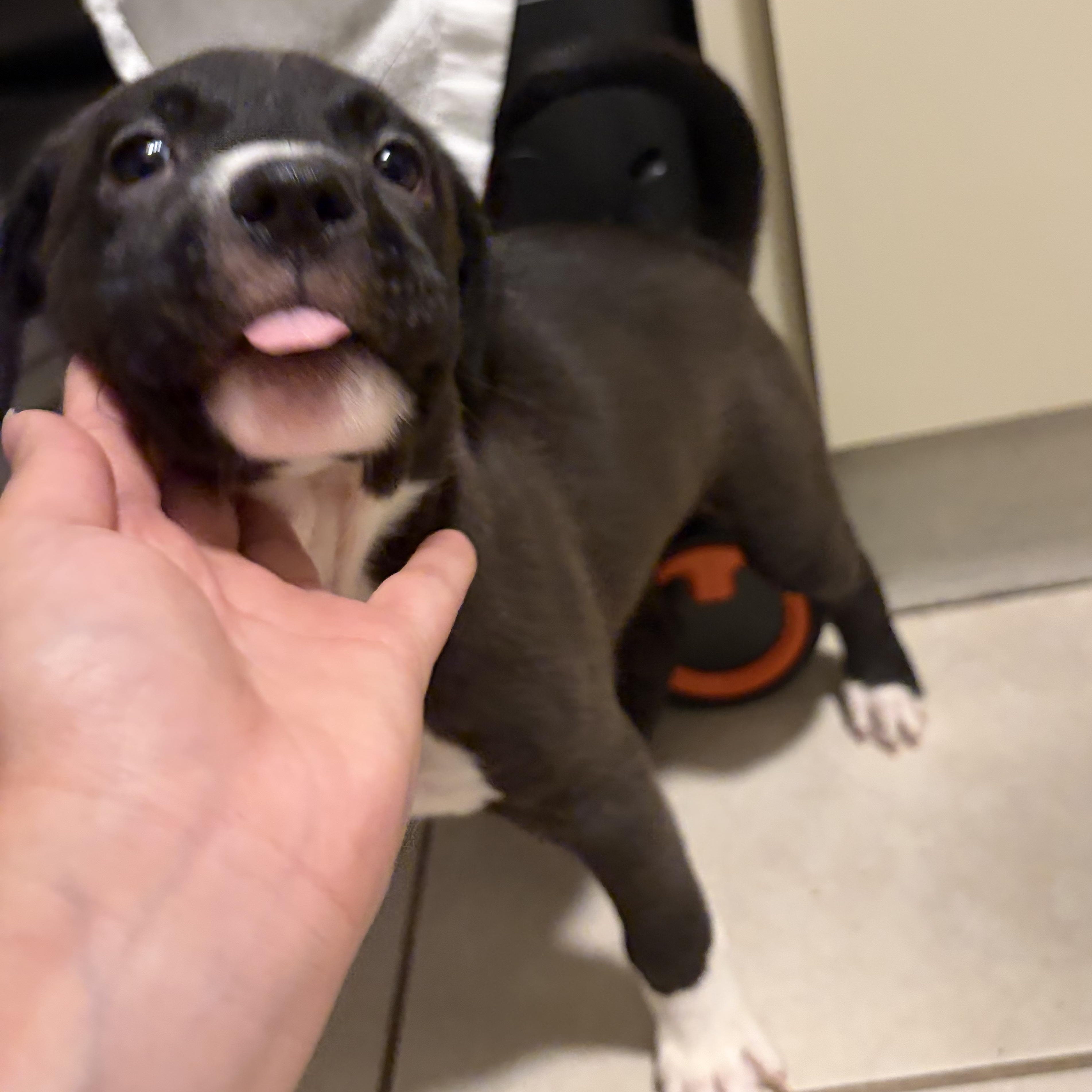Tiramisu - Our Sweet Sugar Boy, a Adoptable mixed breed in Brooklyn, NY image 4/6