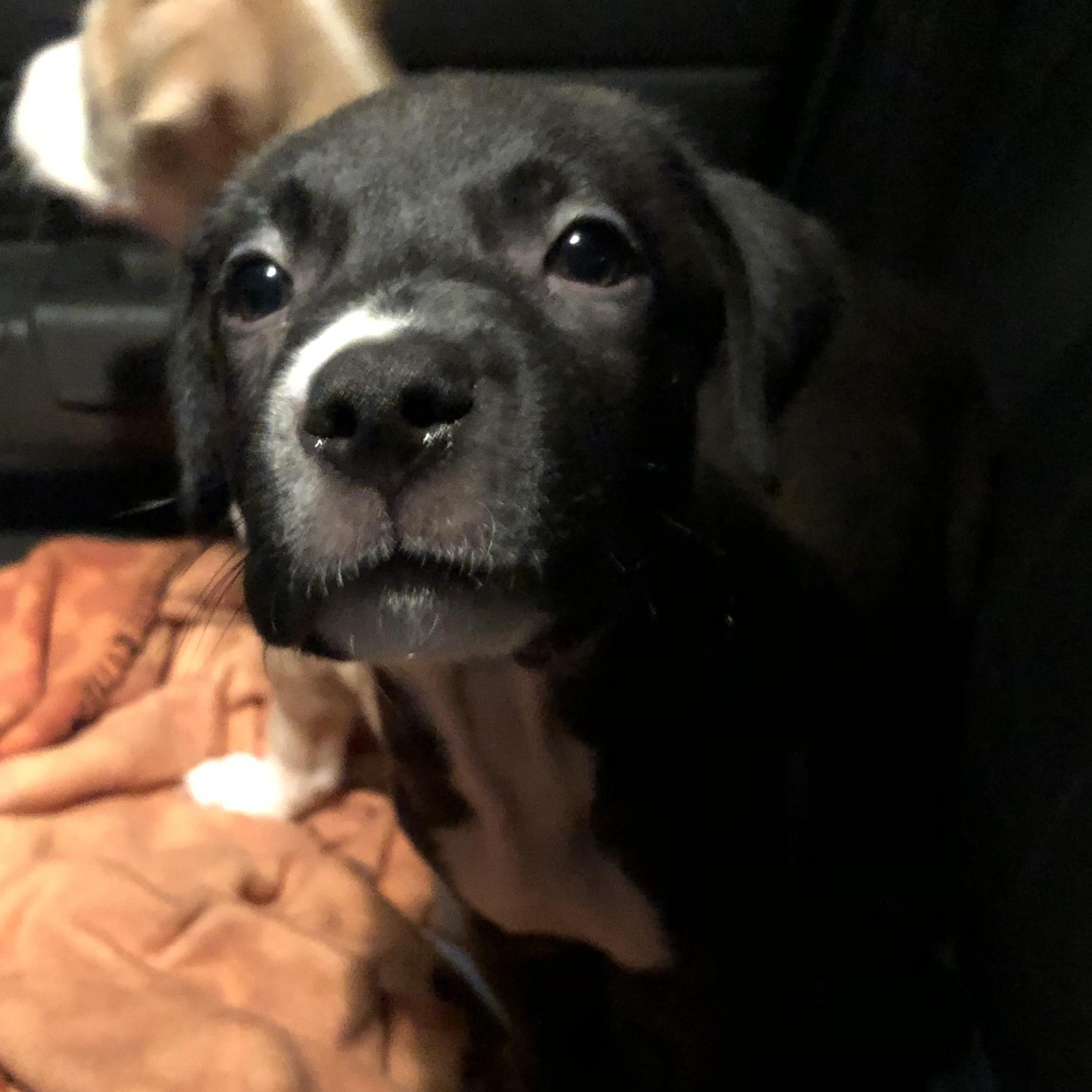 Tiramisu - Our Sweet Sugar Boy, a Adoptable mixed breed in Brooklyn, NY image 3/6