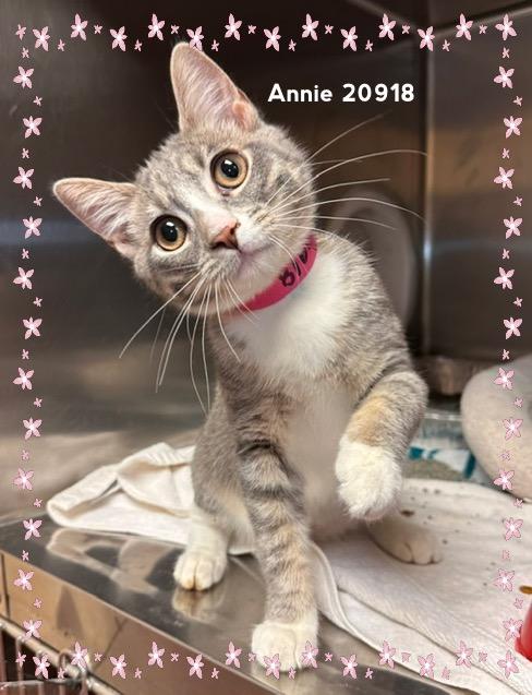 Enlarge ANNIE (R), an adopted Domestic Short Hair in Marietta, GA image 3/6