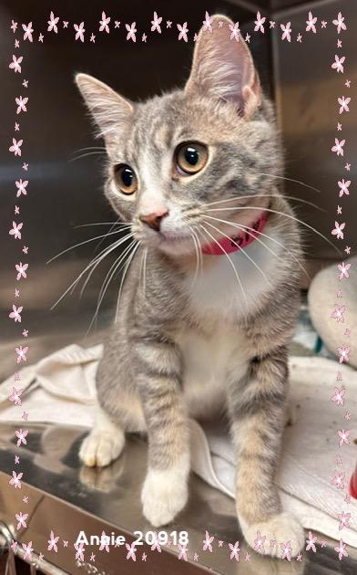 Enlarge ANNIE (R), an adopted Domestic Short Hair in Marietta, GA image 2/6