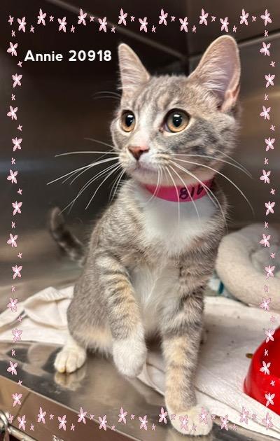 Enlarge ANNIE (R), an adopted Domestic Short Hair in Marietta, GA image 1/6