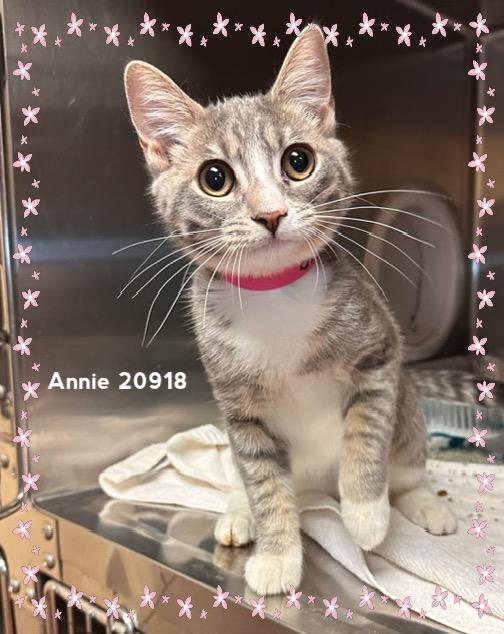Enlarge ANNIE (R), an adopted Domestic Short Hair in Marietta, GA image 4/6