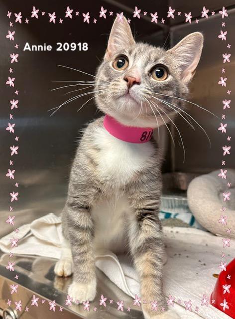 Enlarge ANNIE (R), an adopted Domestic Short Hair in Marietta, GA image 6/6