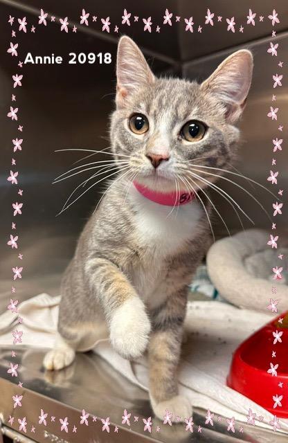 Enlarge ANNIE (R), an adopted Domestic Short Hair in Marietta, GA image 5/6