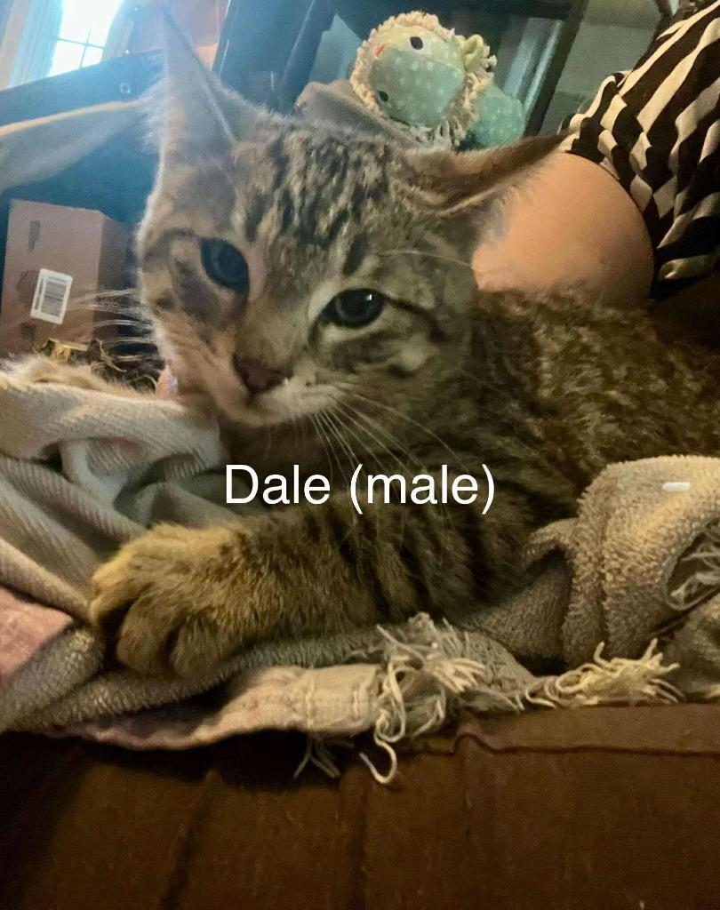 Dale, Adoptable, Kitten Male Domestic Short Hair.